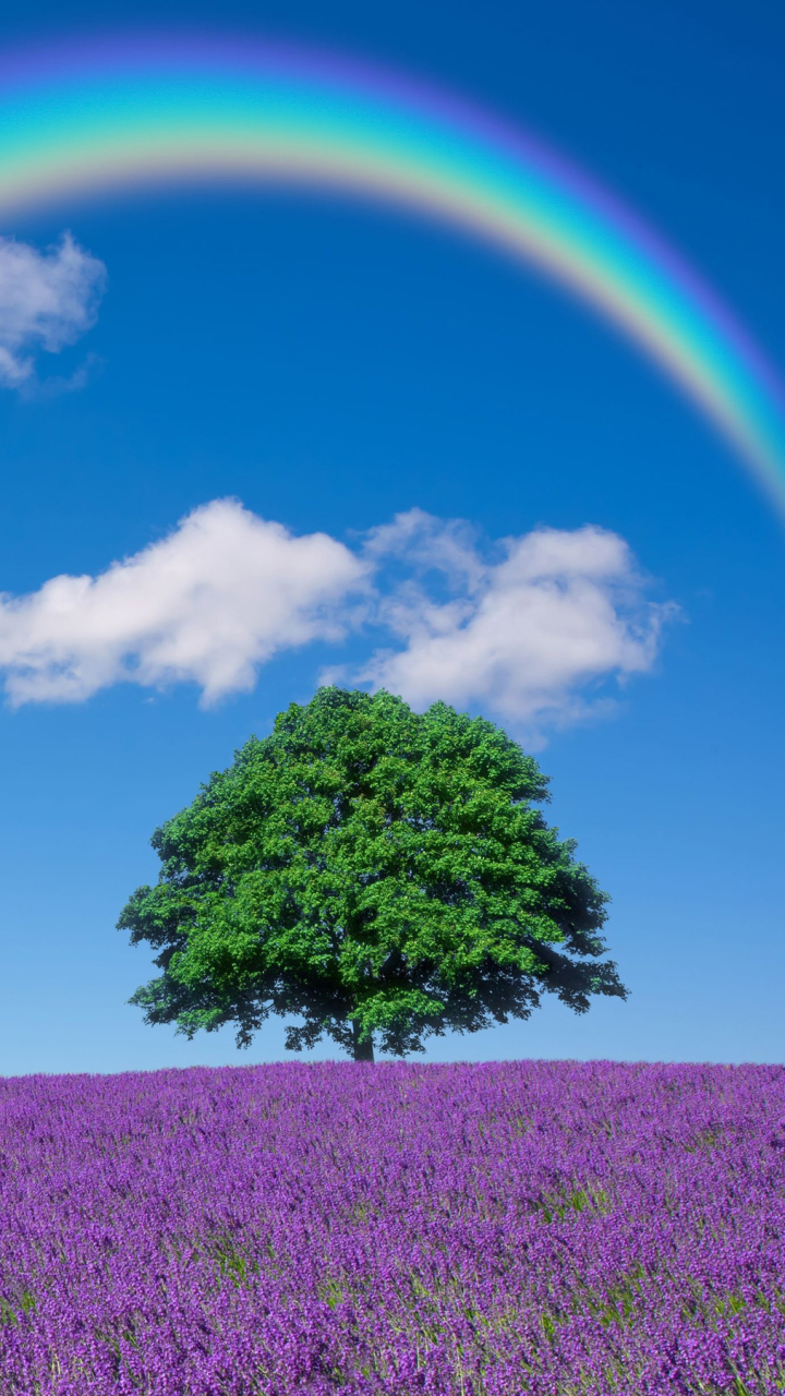 Download mobile wallpaper Nature, Flowers, Rainbow, Tree, Earth, Field, Lavender, Lonely Tree for free.