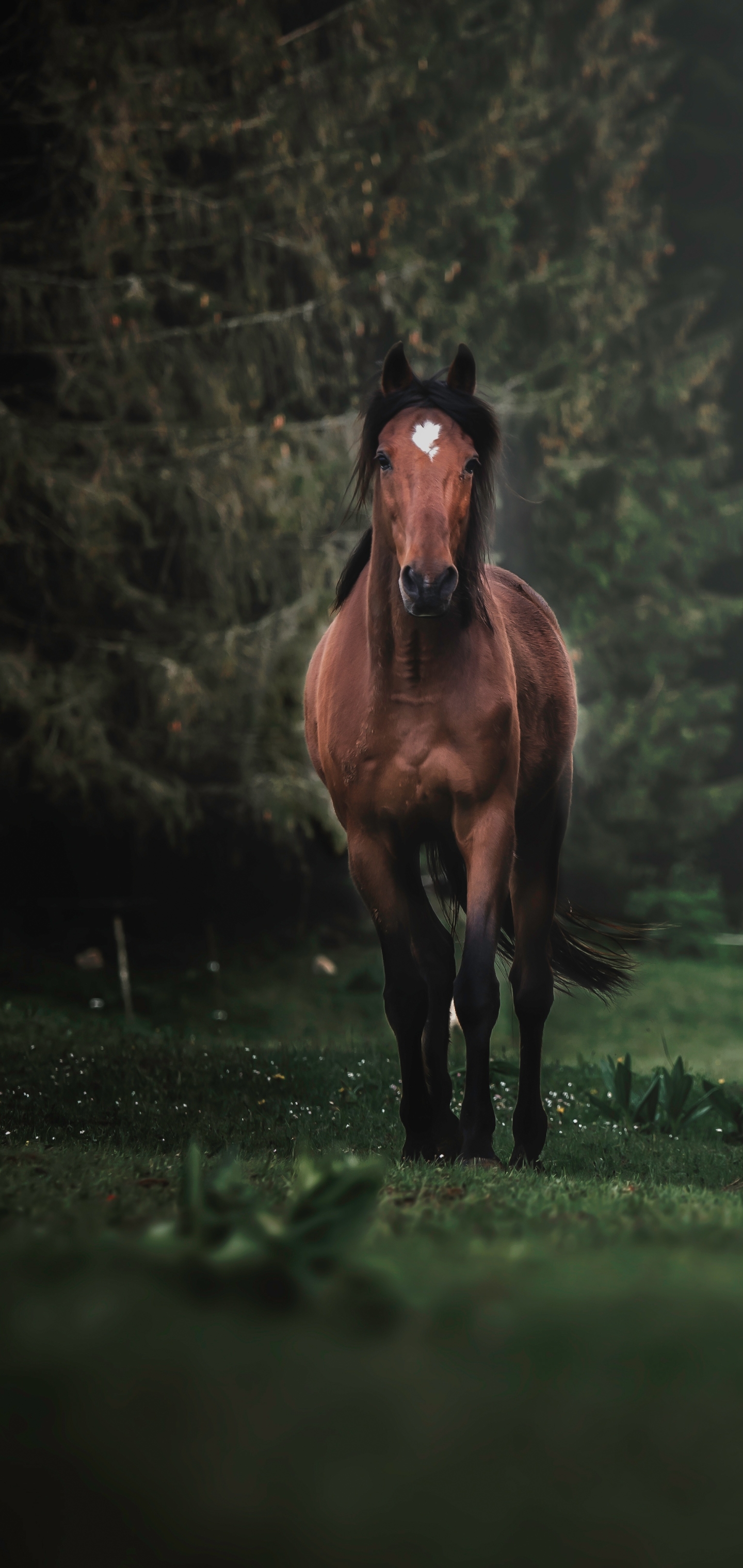 Descarga gratuita de fondo de pantalla para móvil de Animales, Caballo.