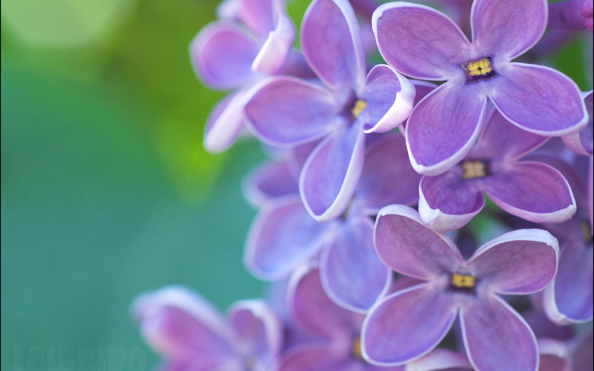 Téléchargez gratuitement l'image Fleurs, Fleur, Terre/nature sur le bureau de votre PC