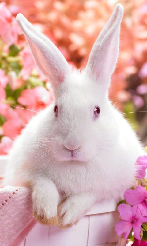Handy-Wallpaper Feiertage, Ostern, Kaninchen, Bunt, Hase, Ferien, Feiertag kostenlos herunterladen.