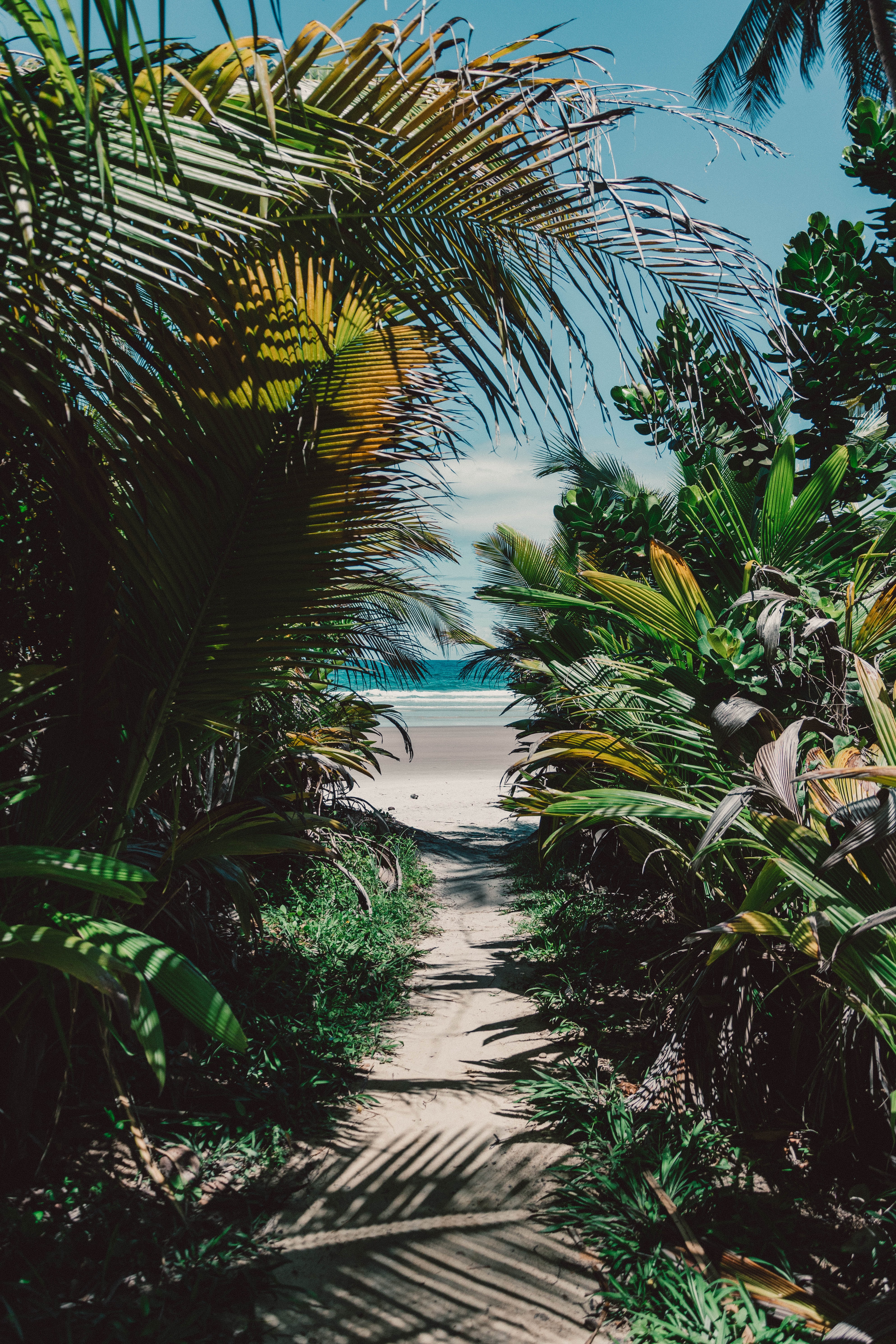 palms, nature, beach, sand, island, tropical, thickets, thicket