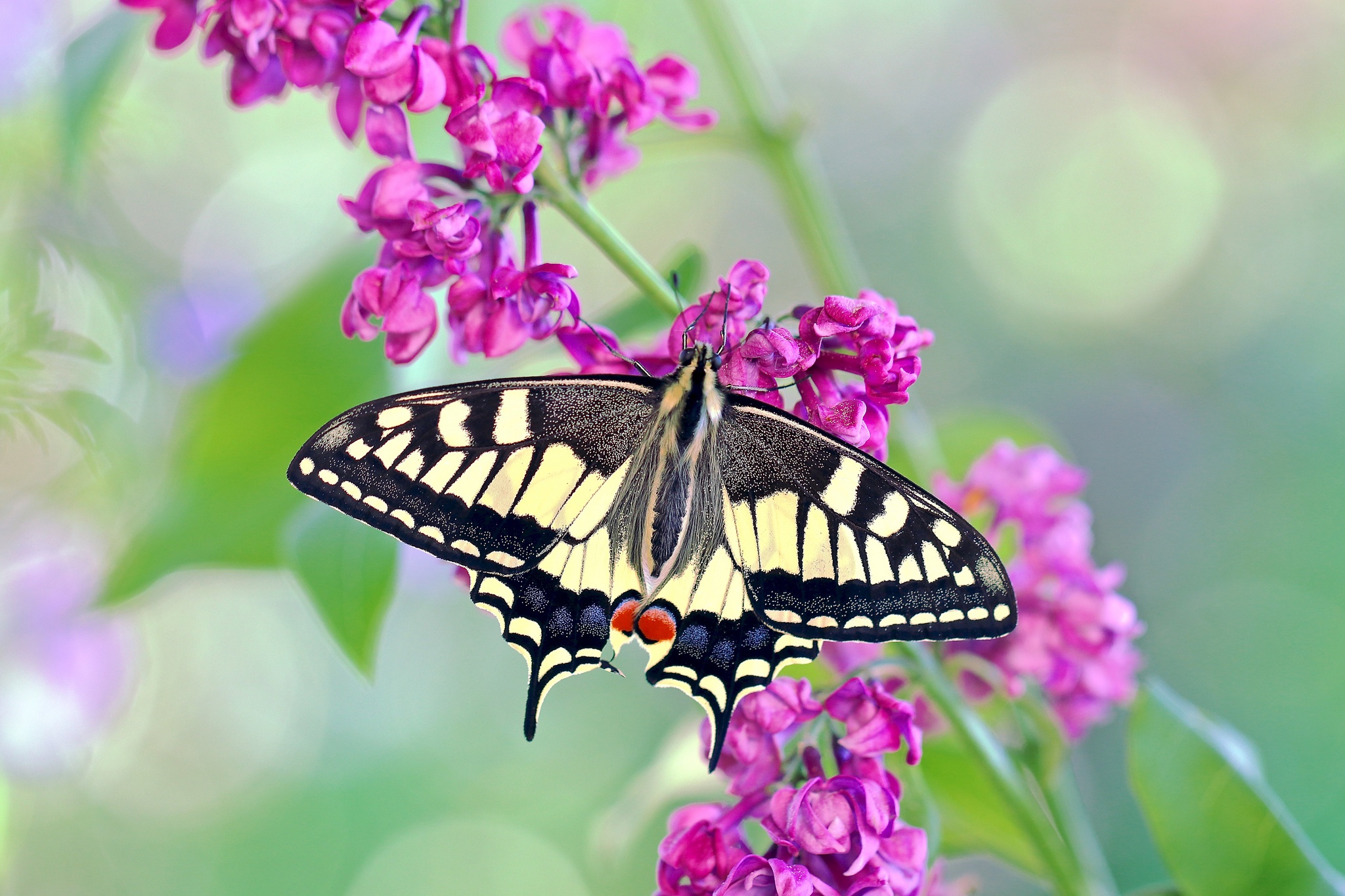 Laden Sie das Tiere, Schmetterlinge, Insekten, Blume, Insekt, Schwalbenschwanz, Lila Blume-Bild kostenlos auf Ihren PC-Desktop herunter