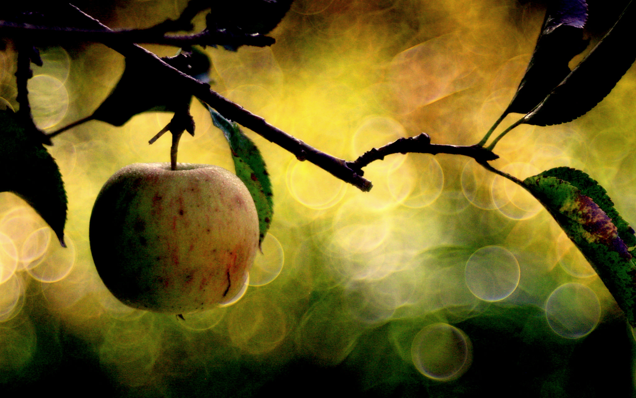 Download mobile wallpaper Fruits, Food, Apple, Bokeh for free.