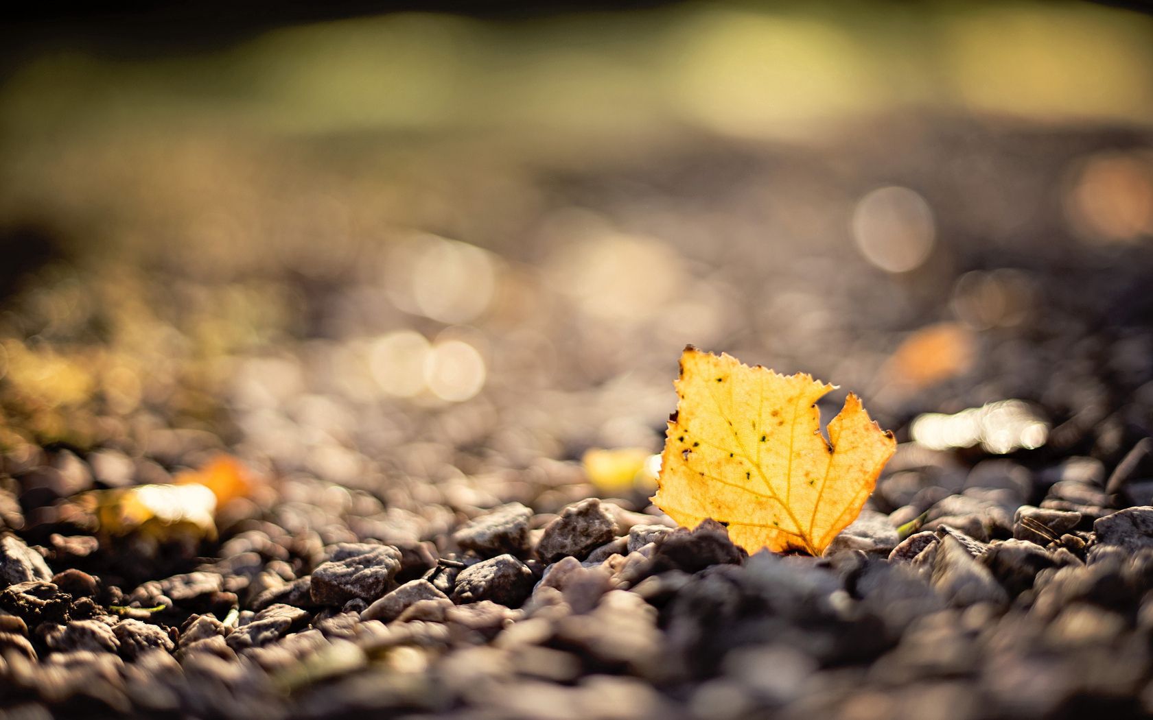 Download mobile wallpaper Stones, Macro, Smooth, Sheet, Leaf, Autumn, Blur for free.