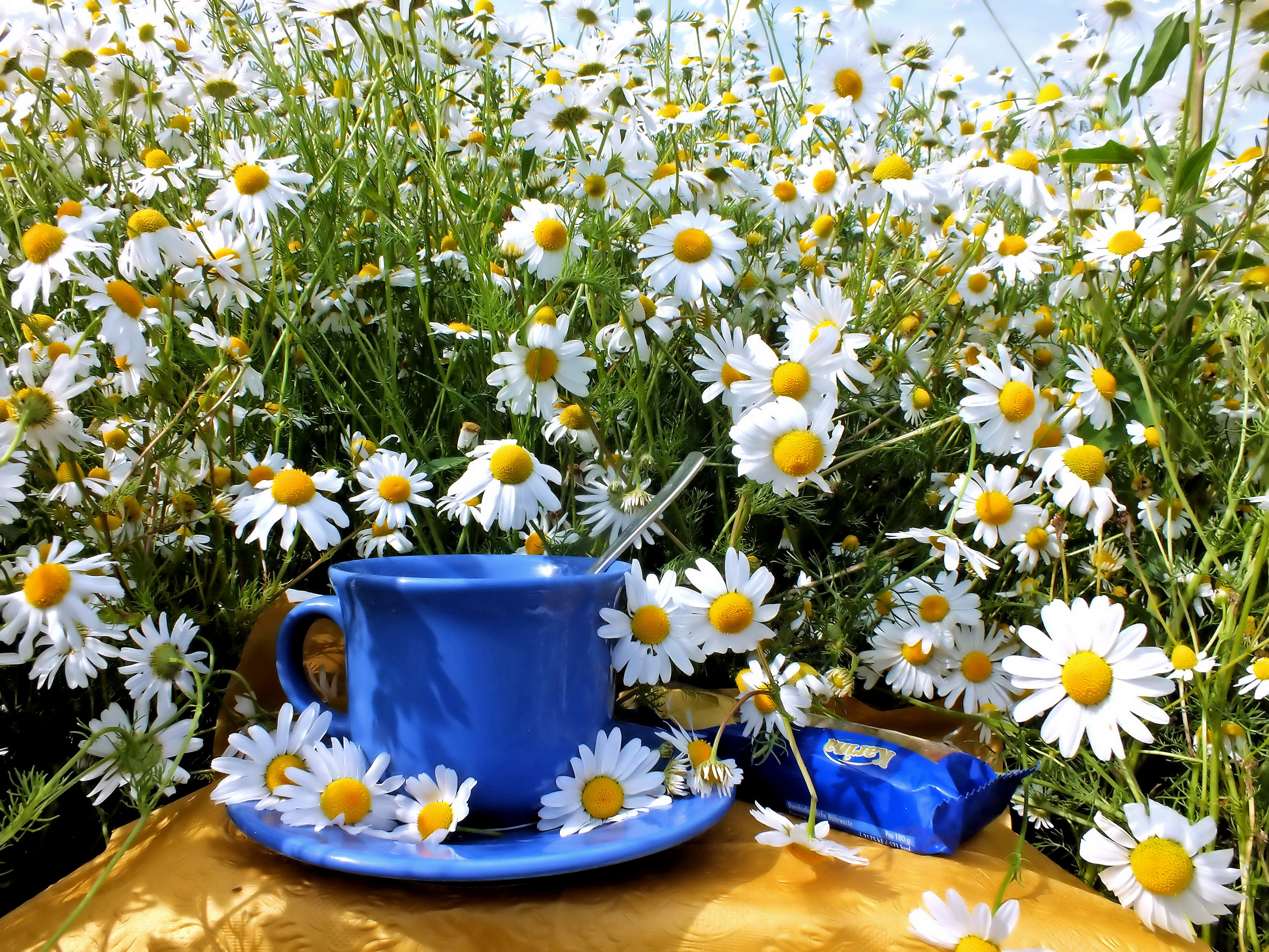 PCデスクトップにカップ, 夏, カモミール, 静物, 花, 写真撮影, 白い花画像を無料でダウンロード