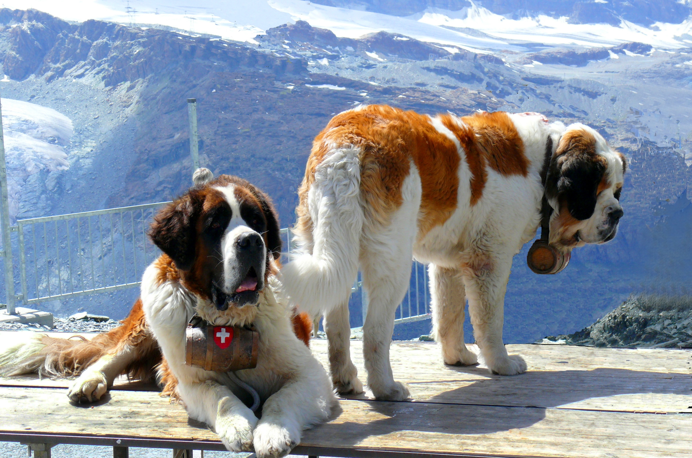 154833 скачать обои собаки, животные, горы, снег, сенбернары, спасатели - заставки и картинки бесплатно