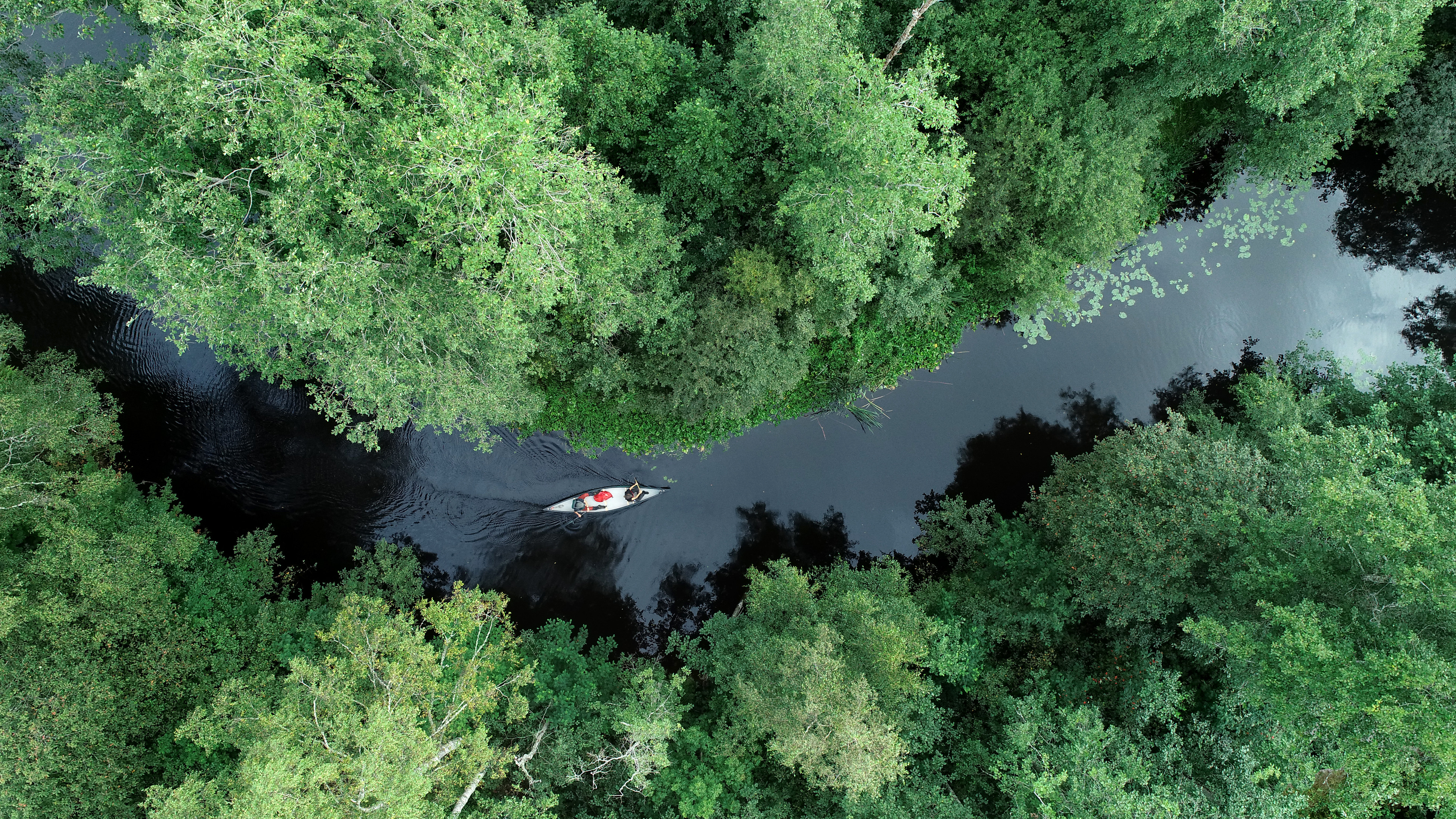 nature, rivers, trees, view from above, boat, kayak