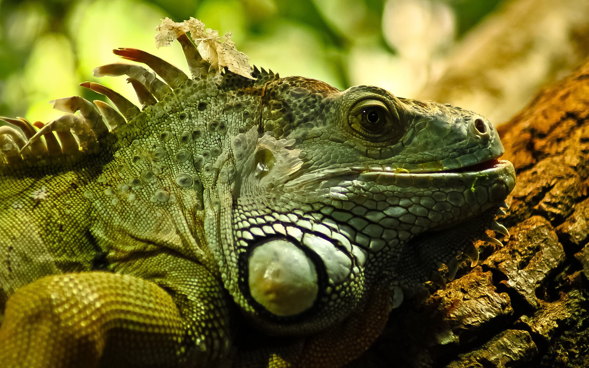 Téléchargez gratuitement l'image Animaux, Reptiles, Iguane sur le bureau de votre PC