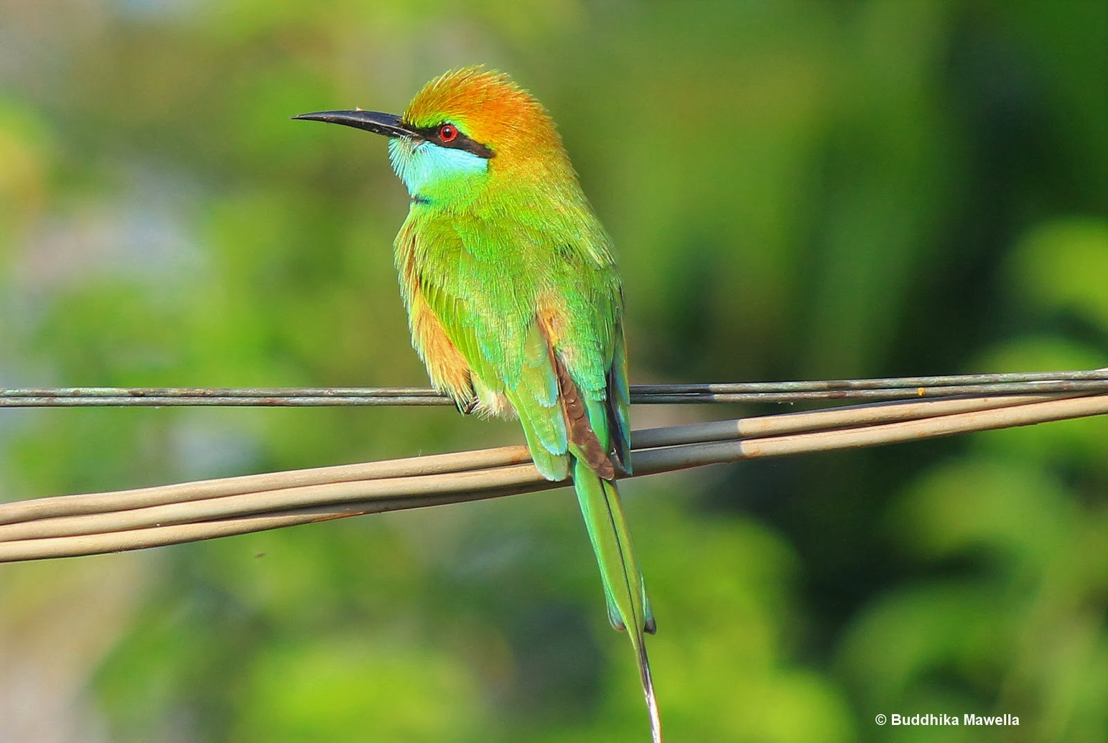 Free download wallpaper Birds, Bird, Animal, Colorful, Bee Eater, Green Bee Eater on your PC desktop
