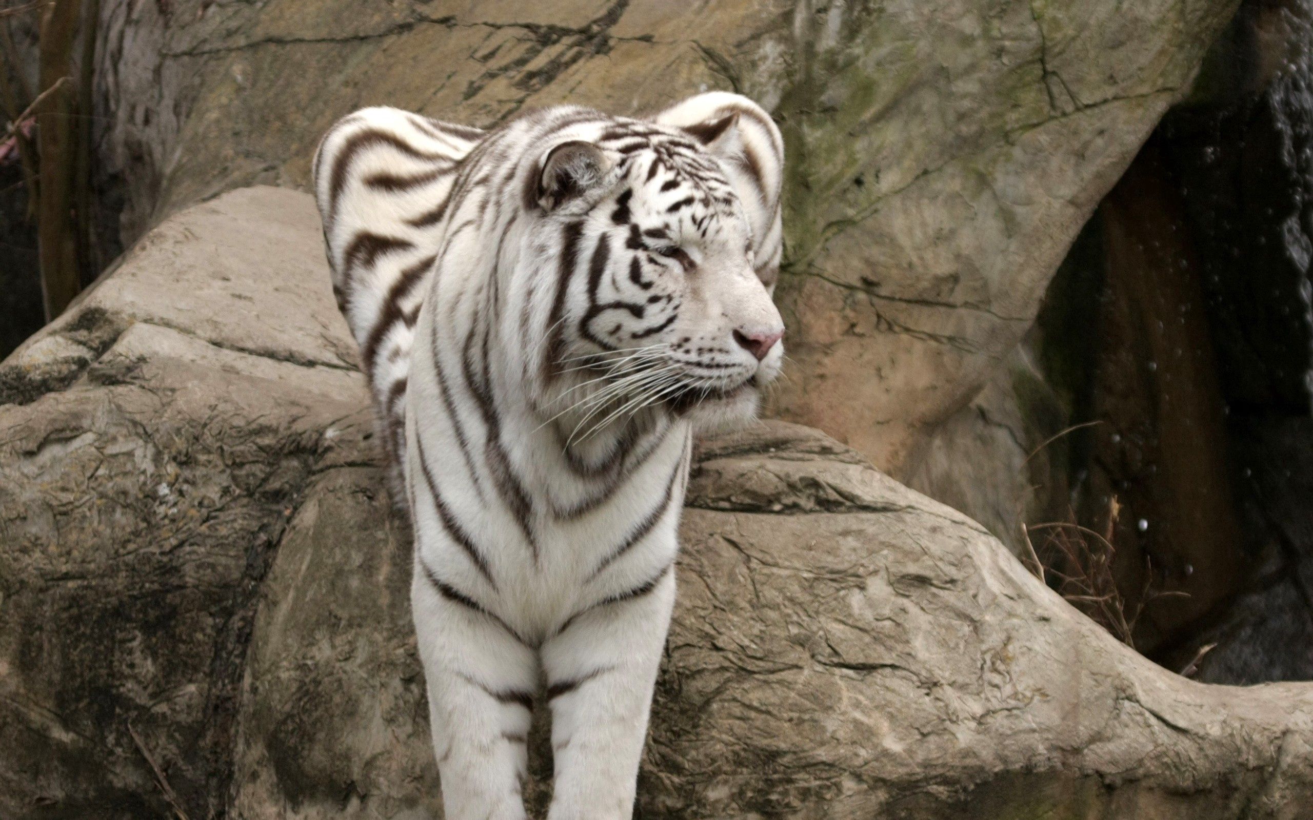 Free download wallpaper Animals, Sit, Tiger, Albino, Big Cat on your PC desktop