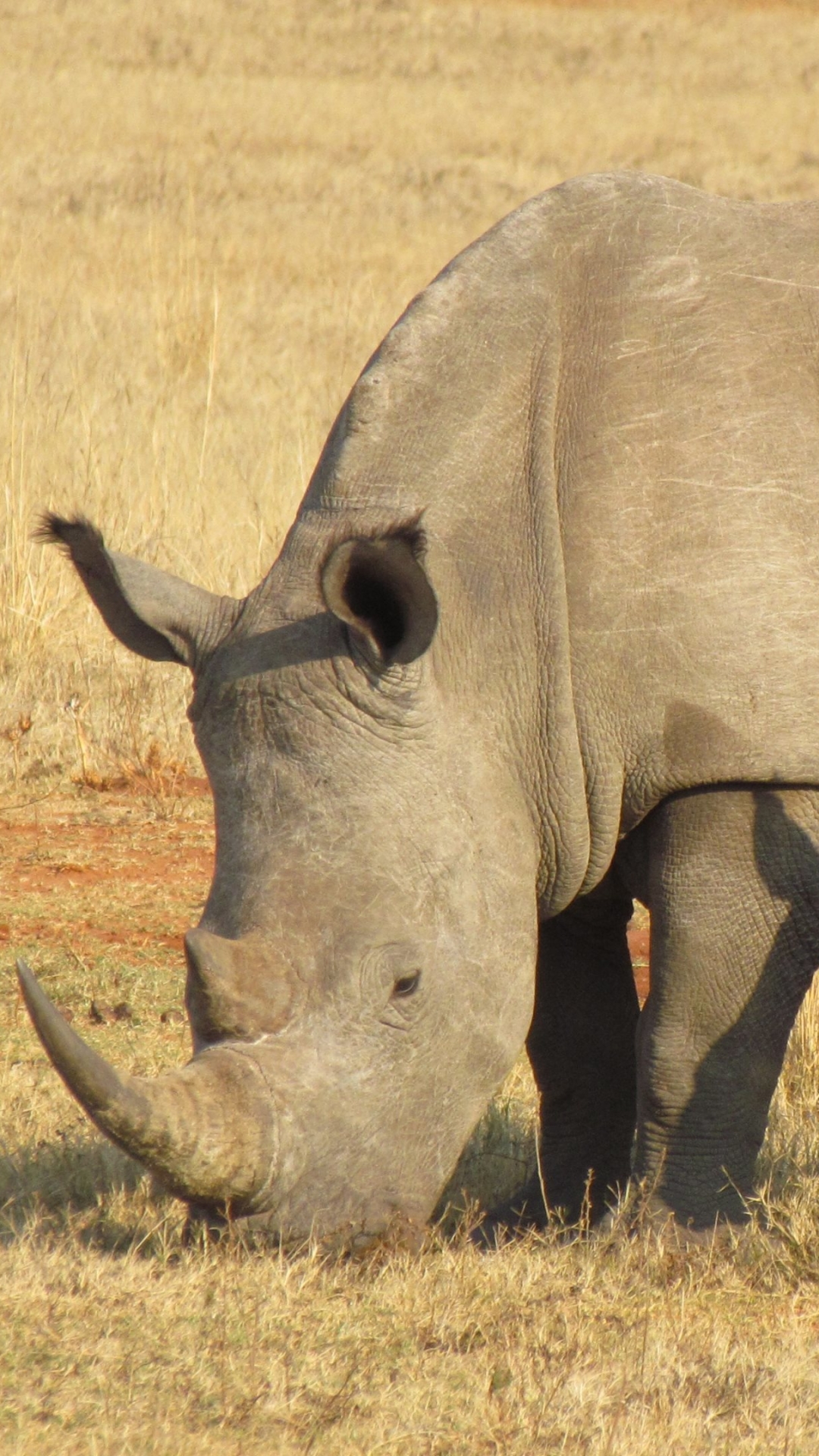 Descarga gratuita de fondo de pantalla para móvil de Animales, Rinoceronte, África, Bebé.