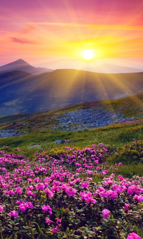 Download mobile wallpaper Landscape, Sunset, Mountain, Flower, Earth, Hill, Sunbeam, Pink Flower, Sunbean for free.