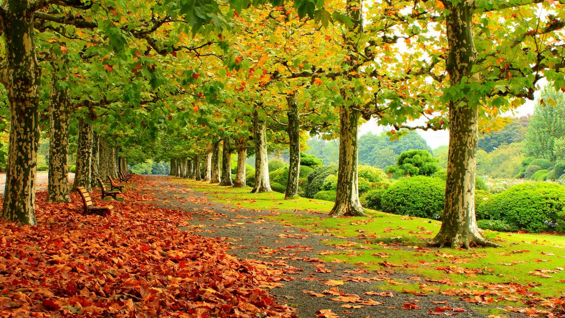 PCデスクトップに木, 秋, 葉, 公園, ベンチ, 写真撮影画像を無料でダウンロード