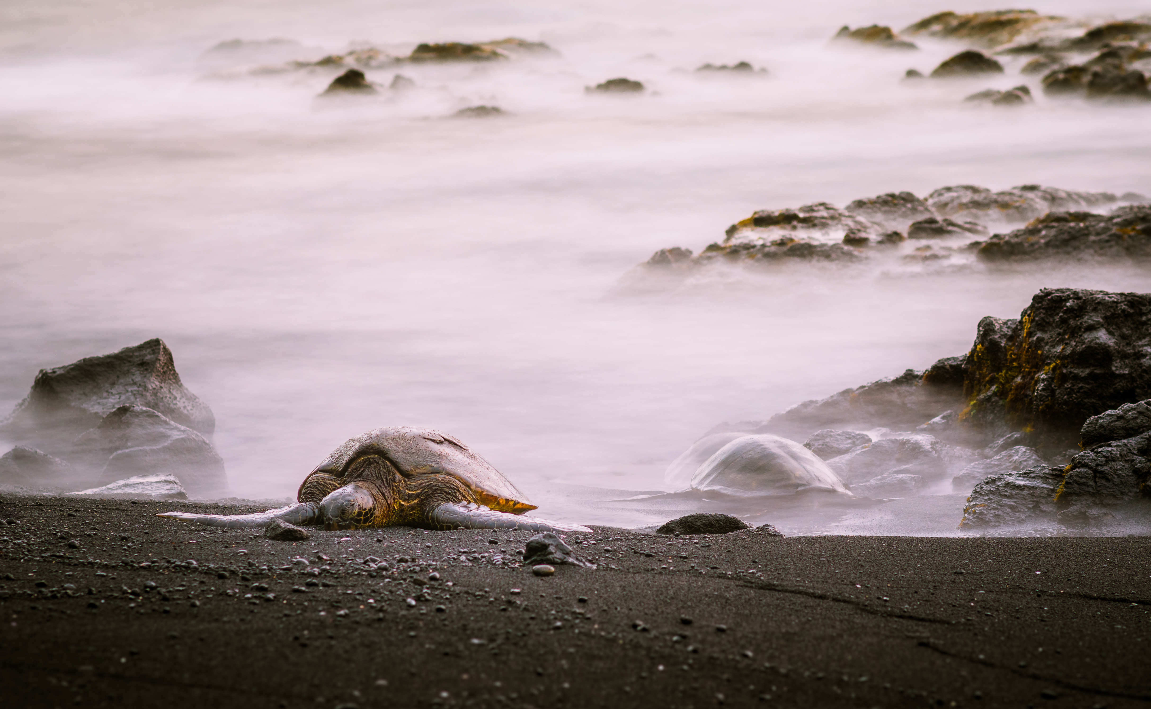 Download mobile wallpaper Turtles, Beach, Sand, Animal, Turtle for free.