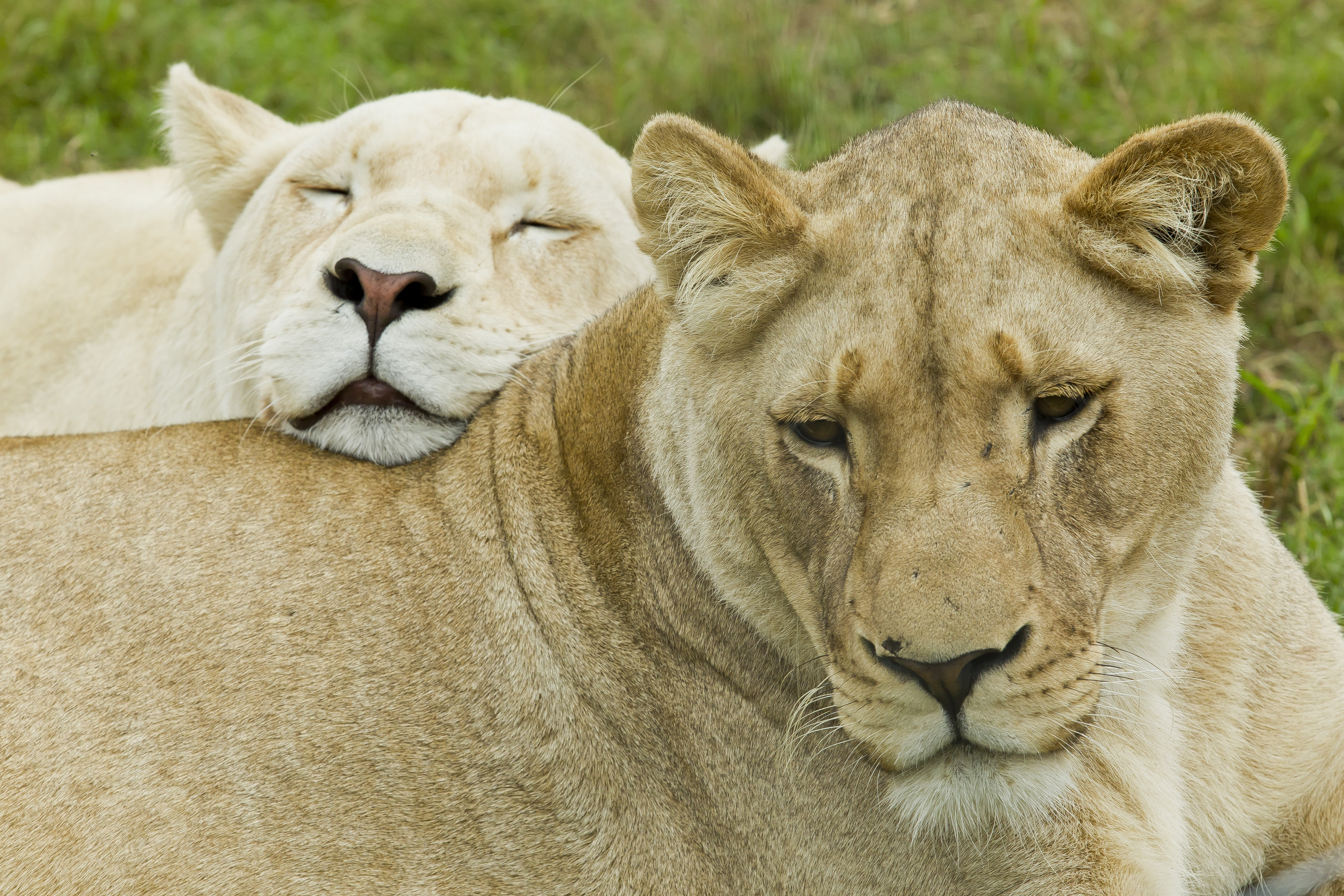 animal, lion, sleeping, white lion, cats