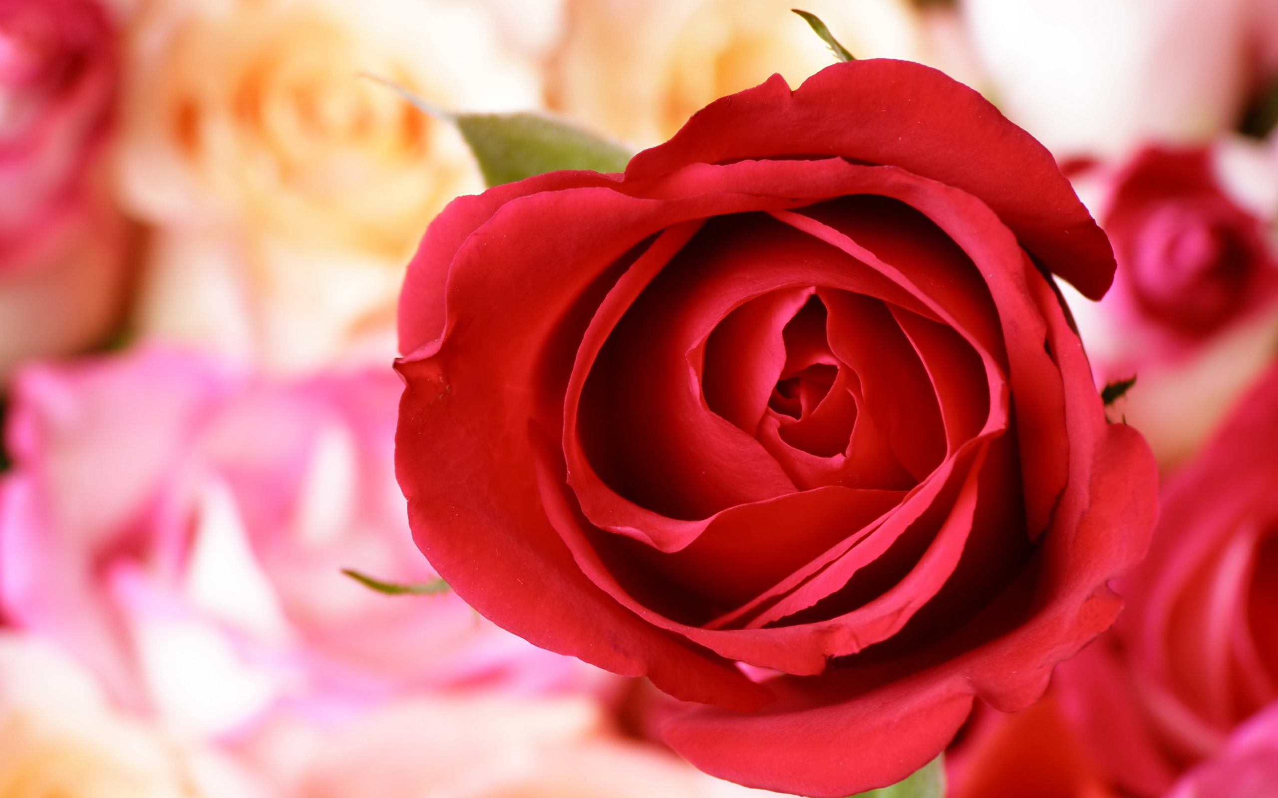 Free download wallpaper Flowers, Rose, Earth on your PC desktop