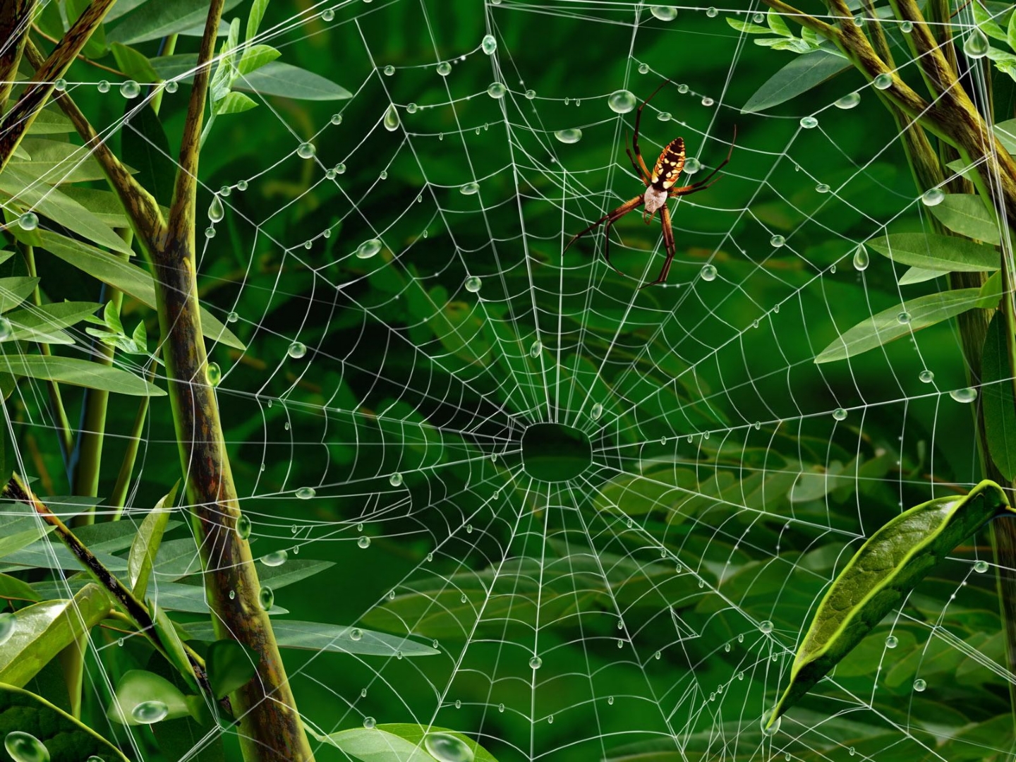 162569 descargar fondo de pantalla araña, arañas, animales: protectores de pantalla e imágenes gratis