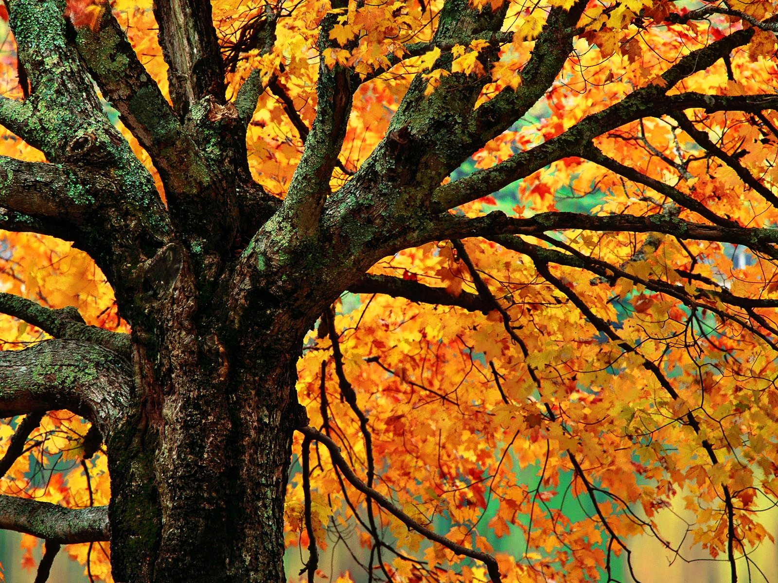 Handy-Wallpaper Bäume, Herbst, Baum, Erde/natur kostenlos herunterladen.