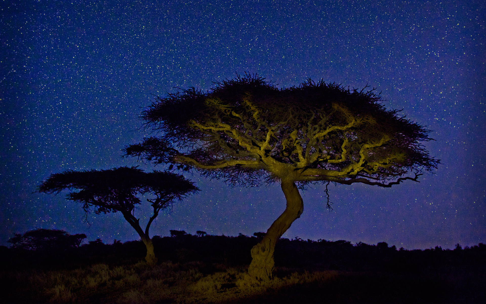 Baixe gratuitamente a imagem Natureza, Céu, Estrelas, Noite, Árvore, Céu Estrelado, Terra/natureza na área de trabalho do seu PC