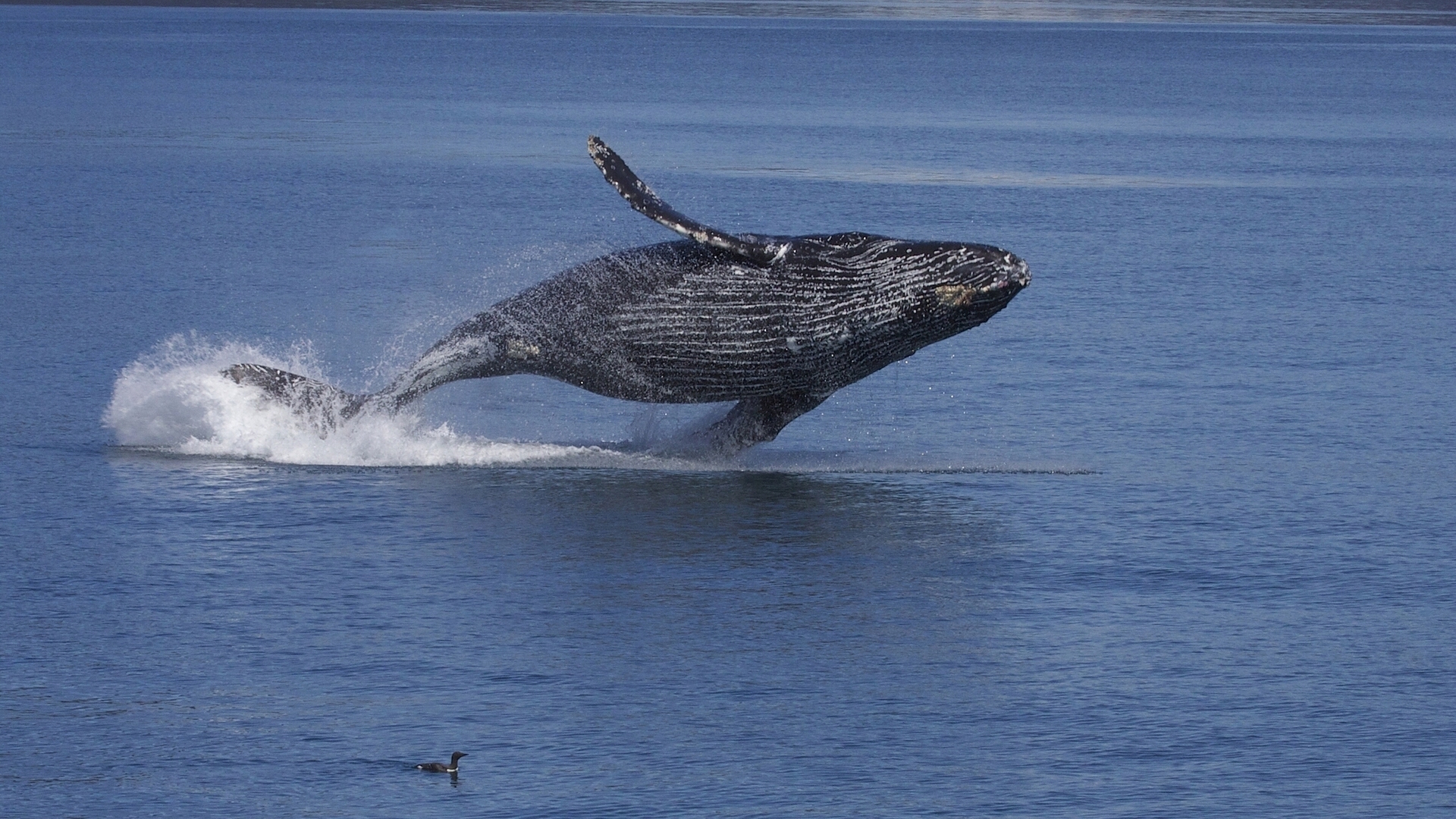 1510204 descargar imagen animales, ballena jorobada, agua, ballena: fondos de pantalla y protectores de pantalla gratis