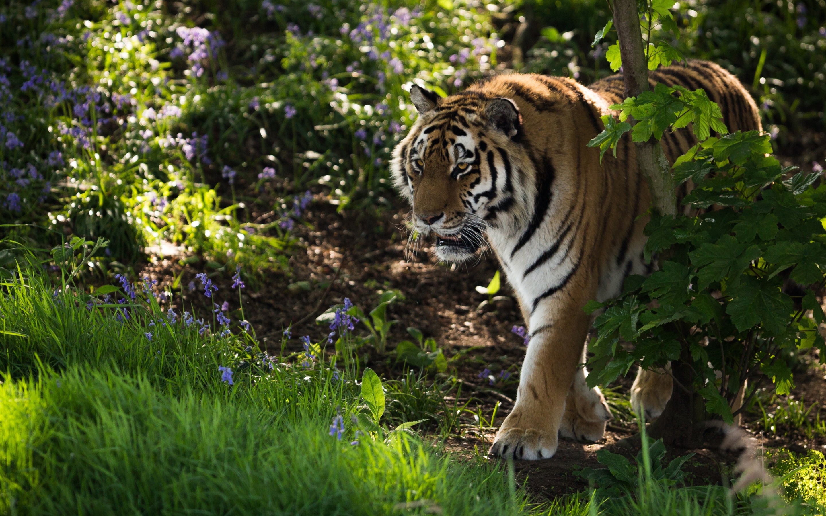 Handy-Wallpaper Tiere, Katzen, Tiger kostenlos herunterladen.