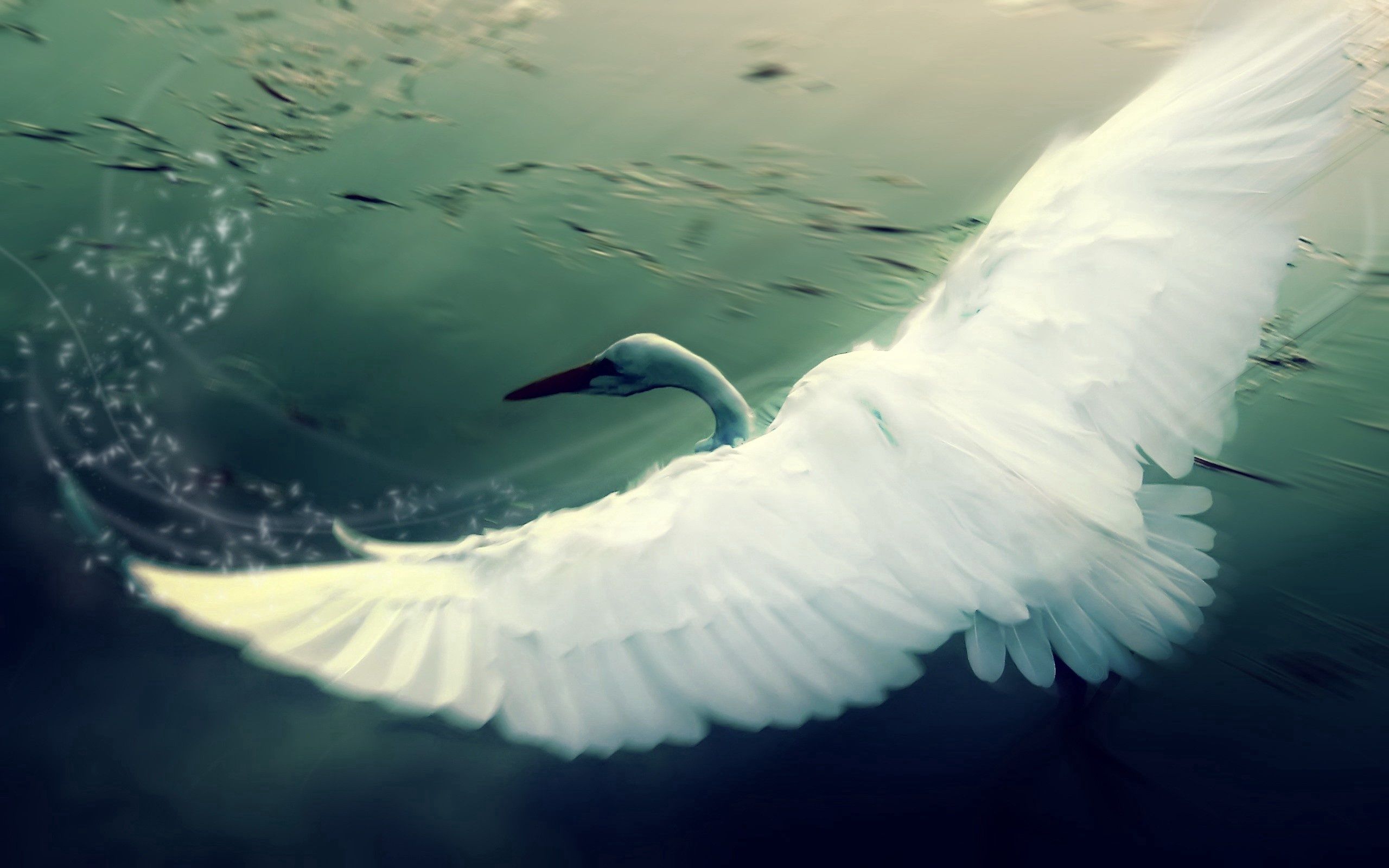 Free download wallpaper Water, Swan, Sweep, Animals, Bird, Wings, Wave on your PC desktop