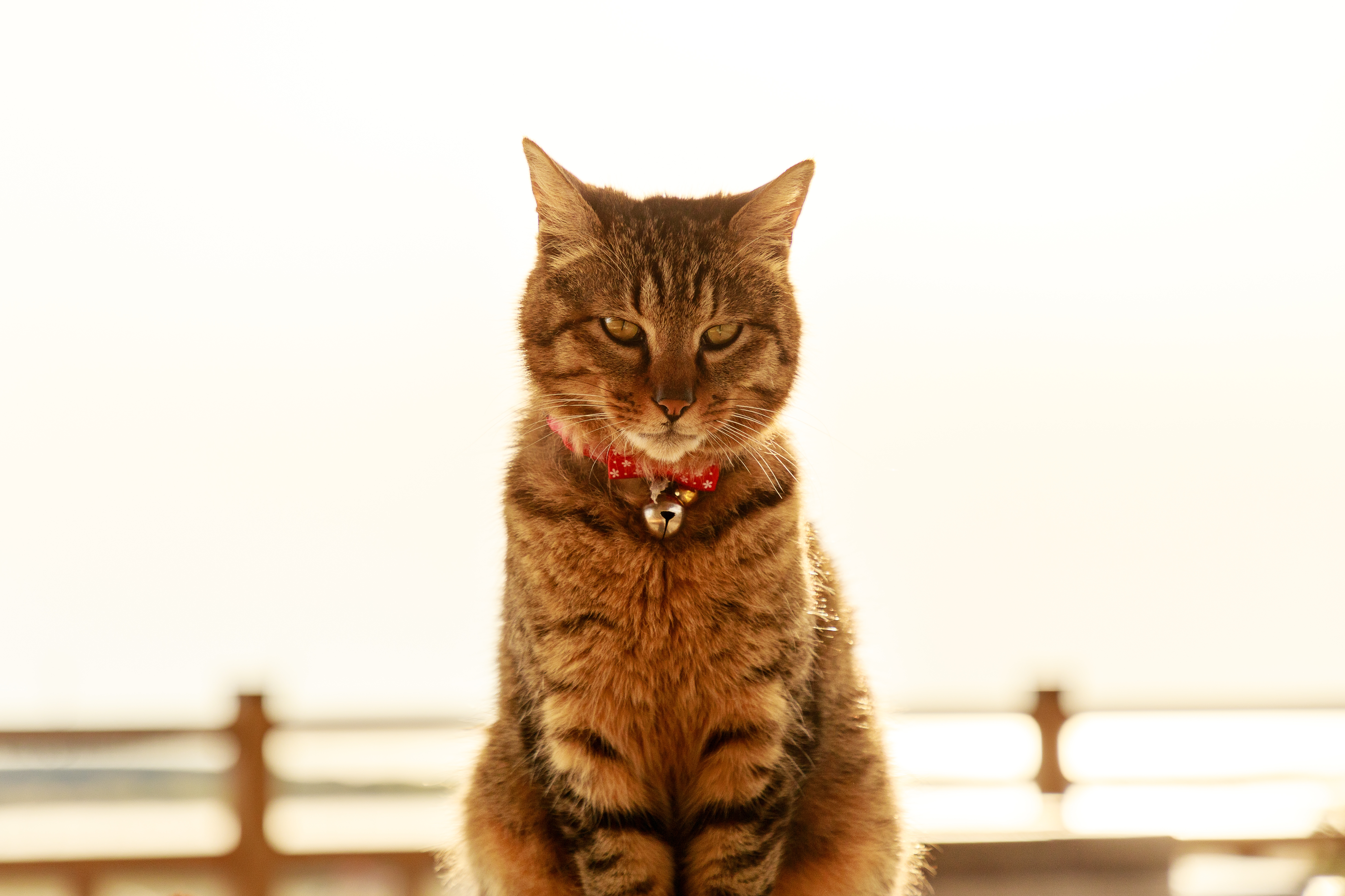 pet, animals, cat, sight, opinion, collar, bell, bubencher High Definition image