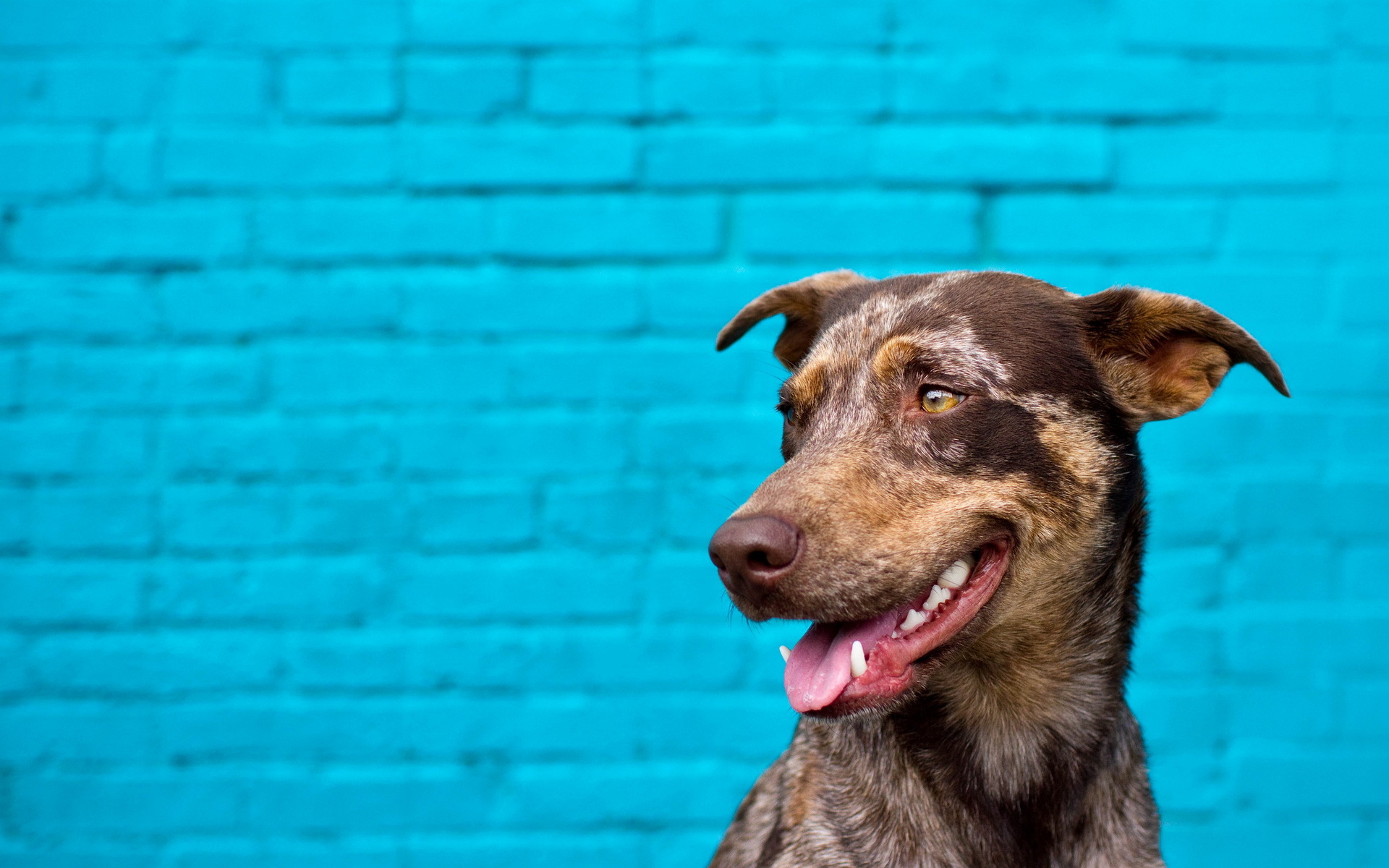 Baixar papel de parede para celular de Cães, Cão, Animais gratuito.