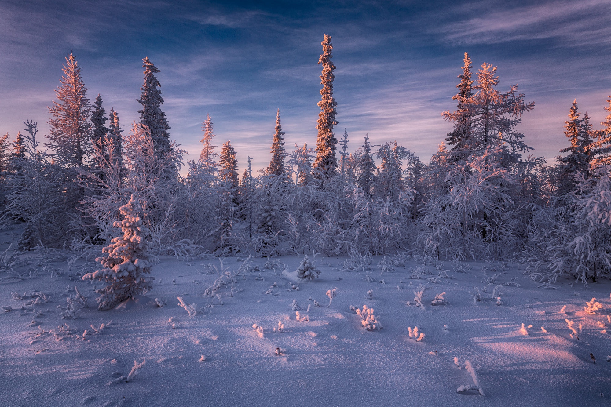 Download mobile wallpaper Winter, Snow, Forest, Earth, Spruce for free.