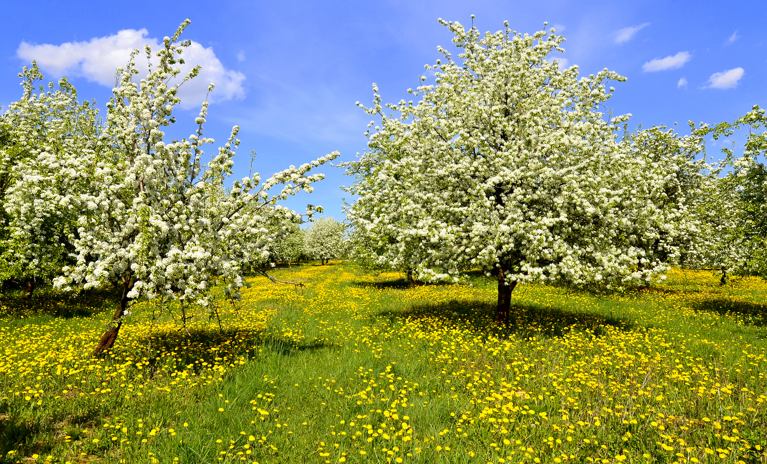 Free download wallpaper Nature, Flowers, Grass, Tree, Earth, Spring, Dandelion, Yellow Flower, White Flower, Blossom on your PC desktop