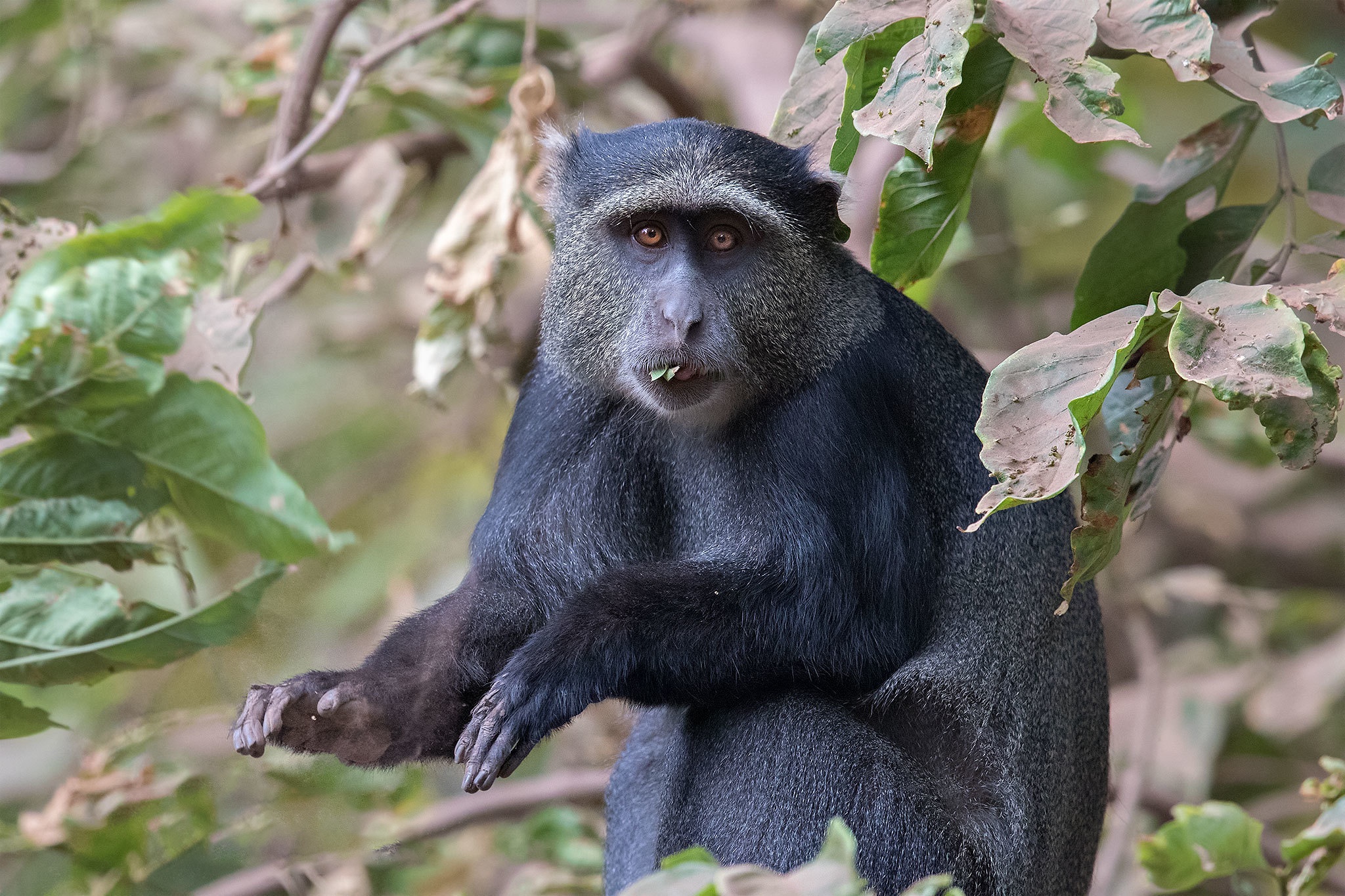 Завантажити шпалери безкоштовно Мавпи, Мавпа, Тварина картинка на робочий стіл ПК