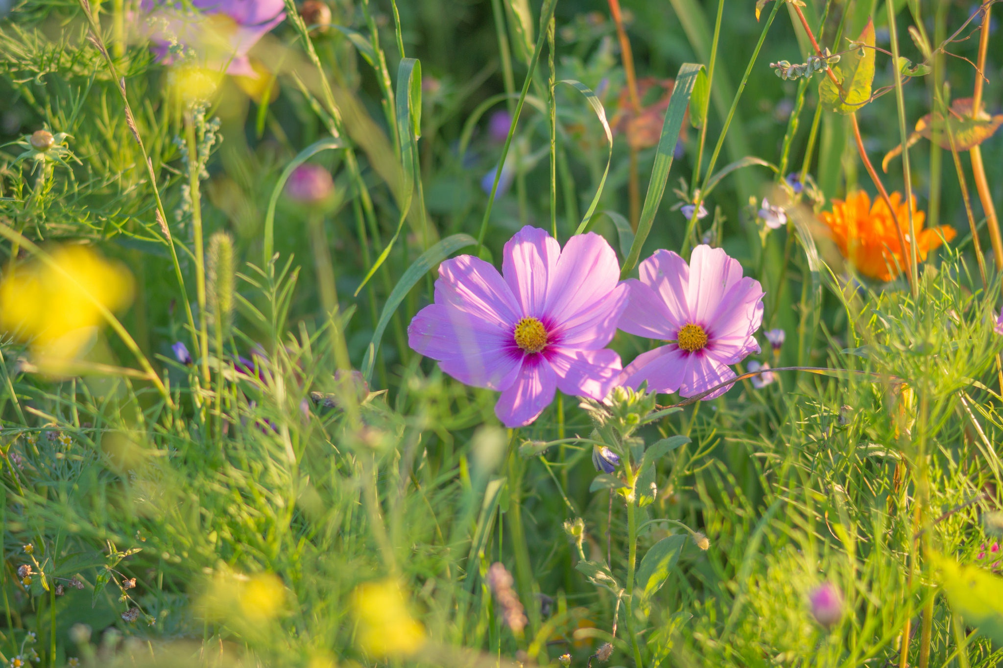 Download mobile wallpaper Nature, Flowers, Grass, Flower, Earth, Spring, Sunny, Cosmos, Purple Flower for free.