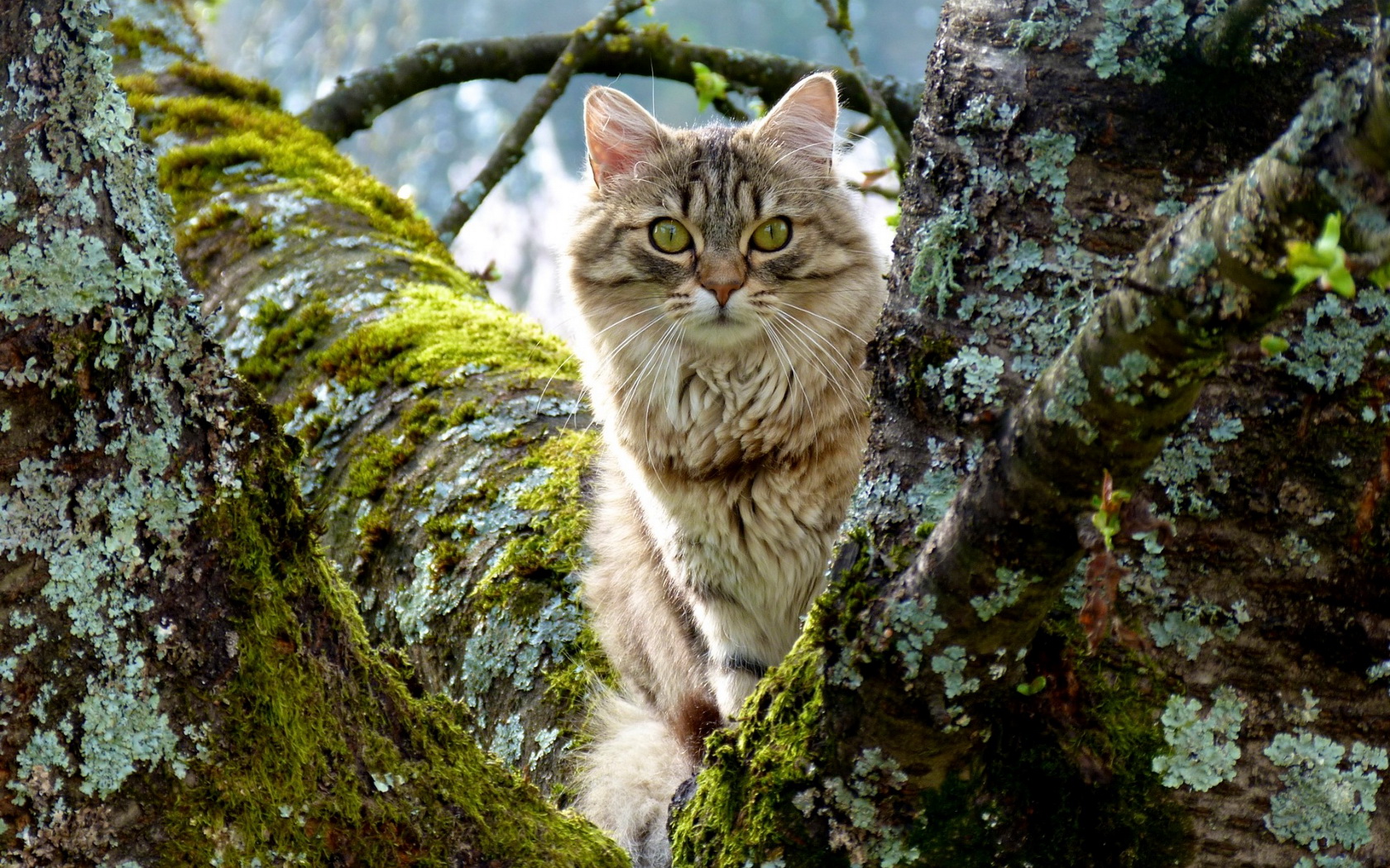 無料モバイル壁紙動物, ネコ, 猫をダウンロードします。