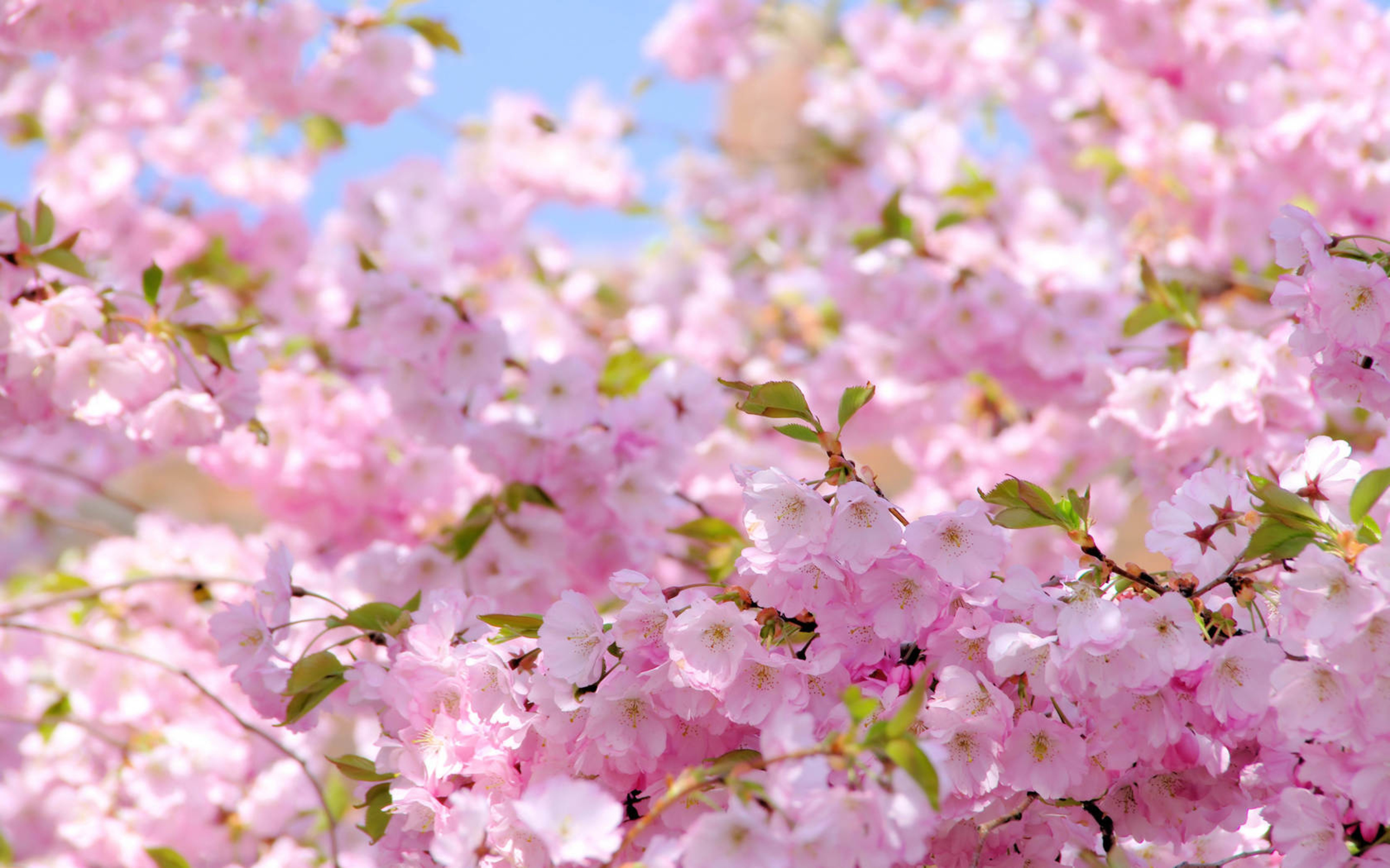 Download mobile wallpaper Flowers, Earth, Blossom for free.