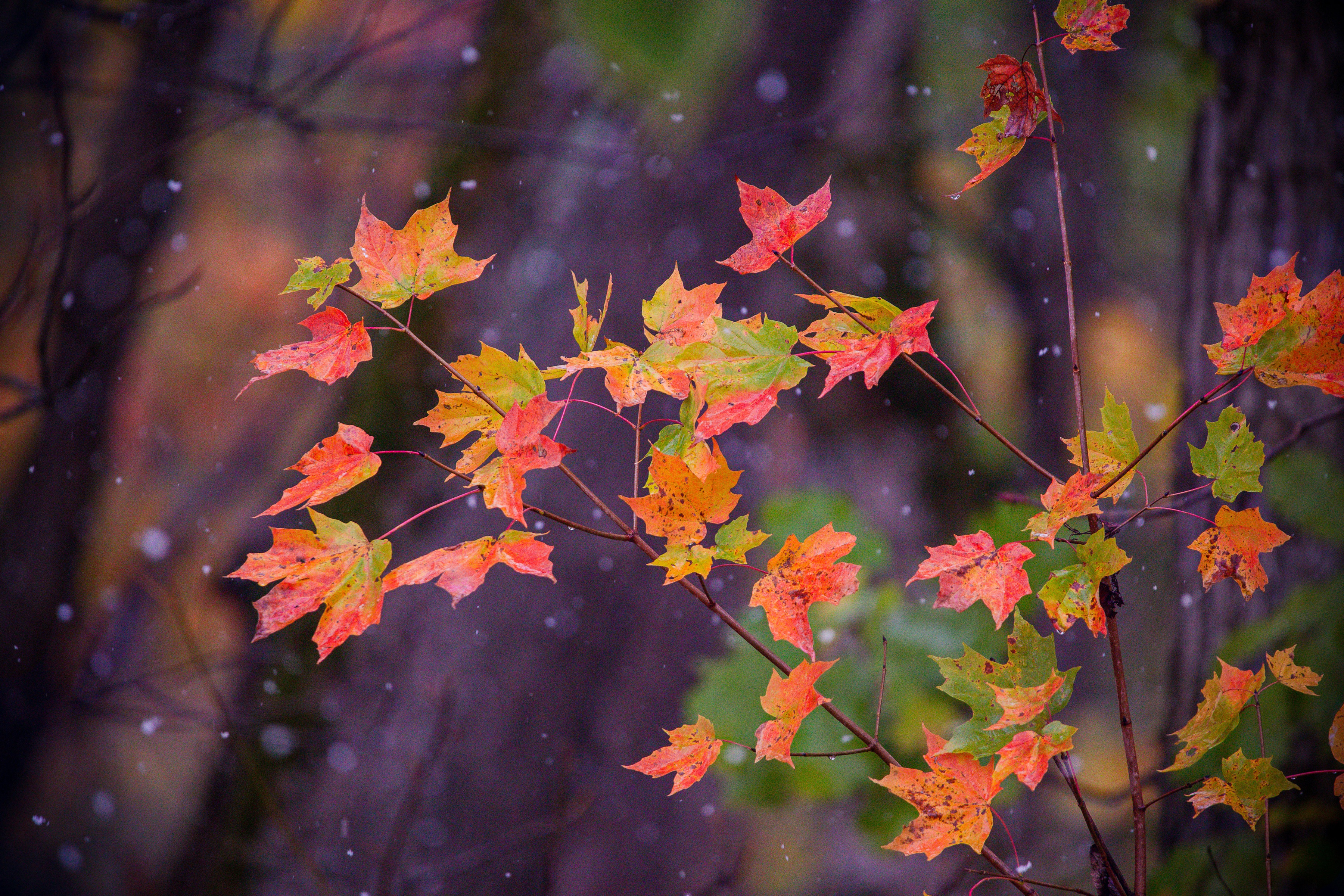 Laden Sie das Herbst, Blatt, Zweig, Ahornblatt, Erde/natur-Bild kostenlos auf Ihren PC-Desktop herunter