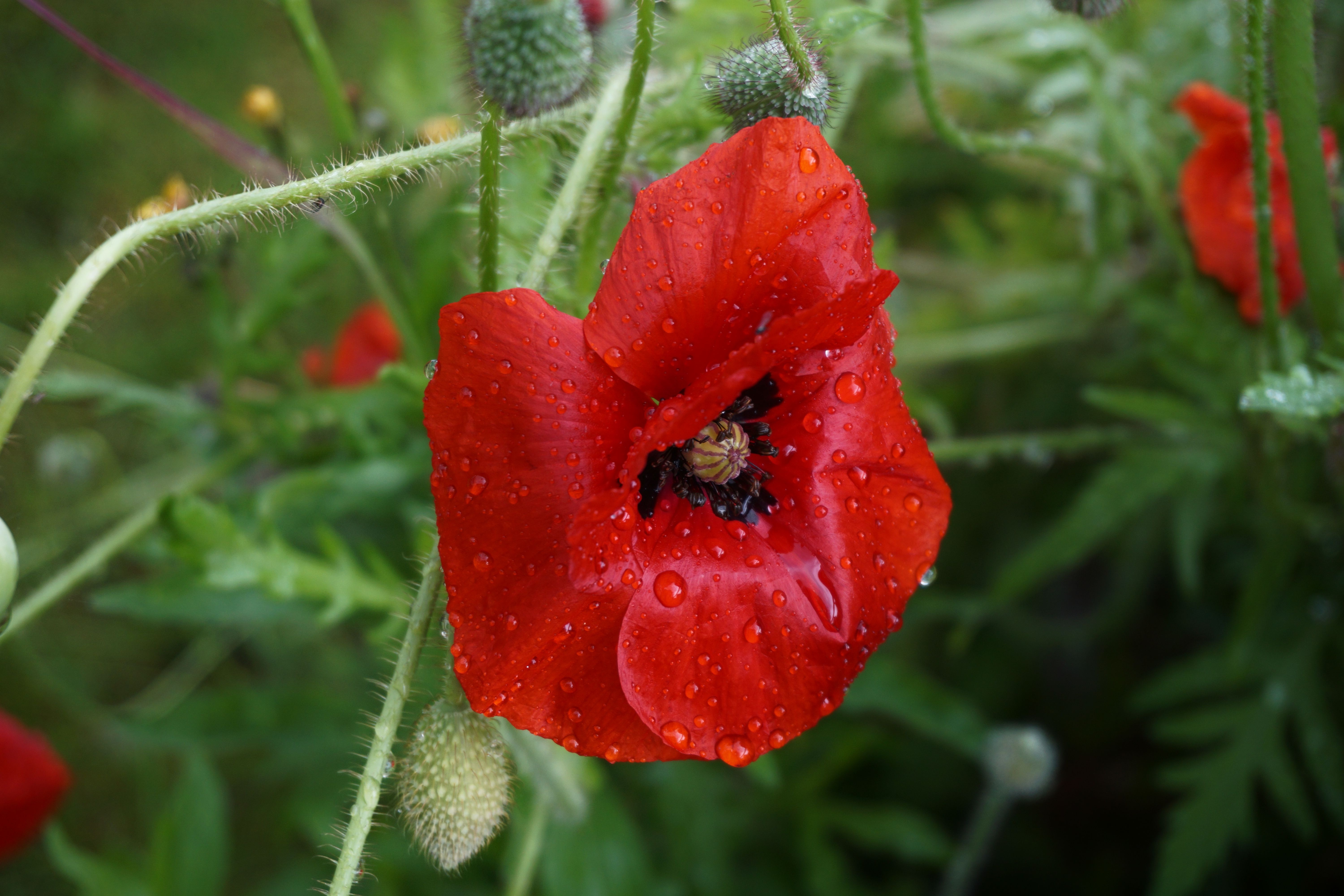poppy, flowers, drops, flower, bud High Definition image