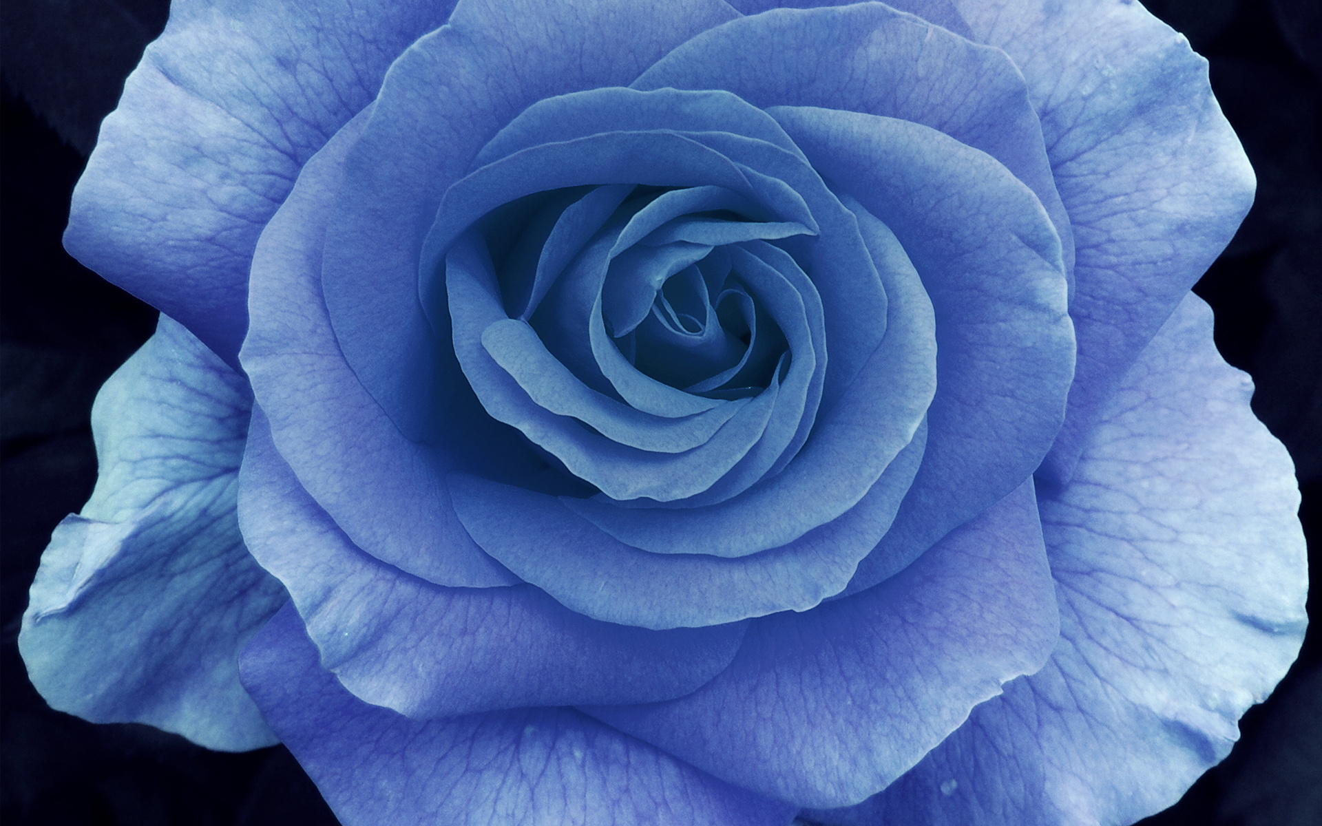 394926 скачать обои роза, синий цветок, земля/природа, голубая роза, цветок, флауэрсы - заставки и картинки бесплатно
