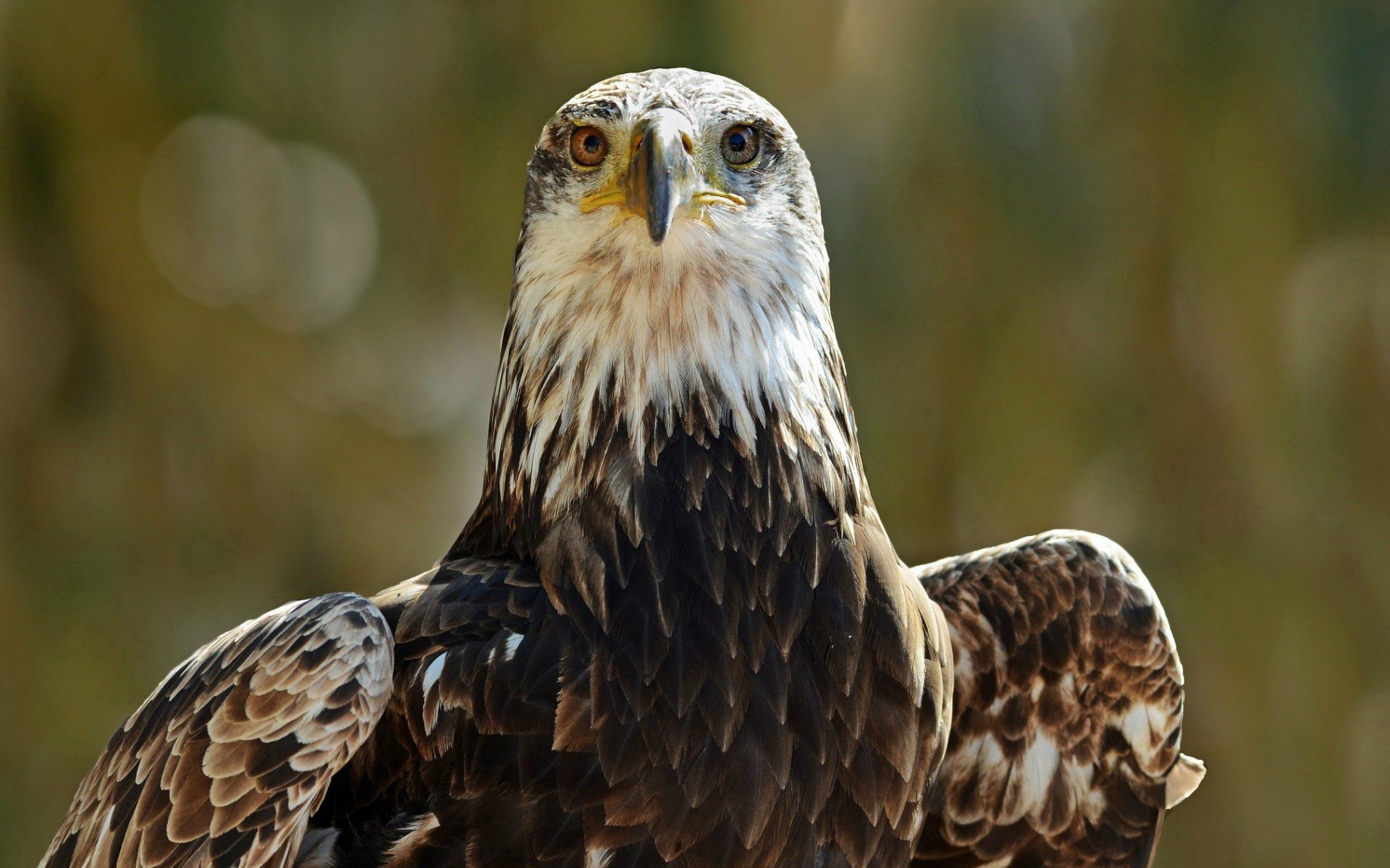 Free download wallpaper Opinion, Sight, Bird, Predator, Animals, Eagle on your PC desktop