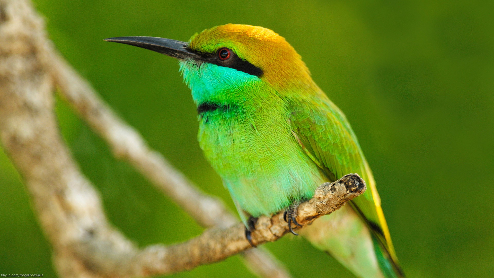 Free download wallpaper Birds, Bird, Branch, Animal on your PC desktop