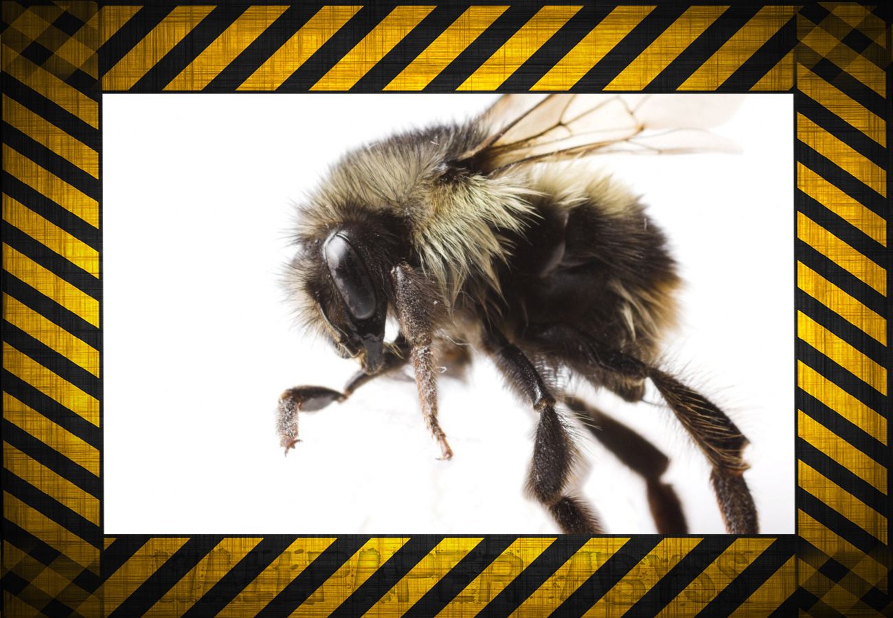 1435221 descargar imagen animales, abeja: fondos de pantalla y protectores de pantalla gratis