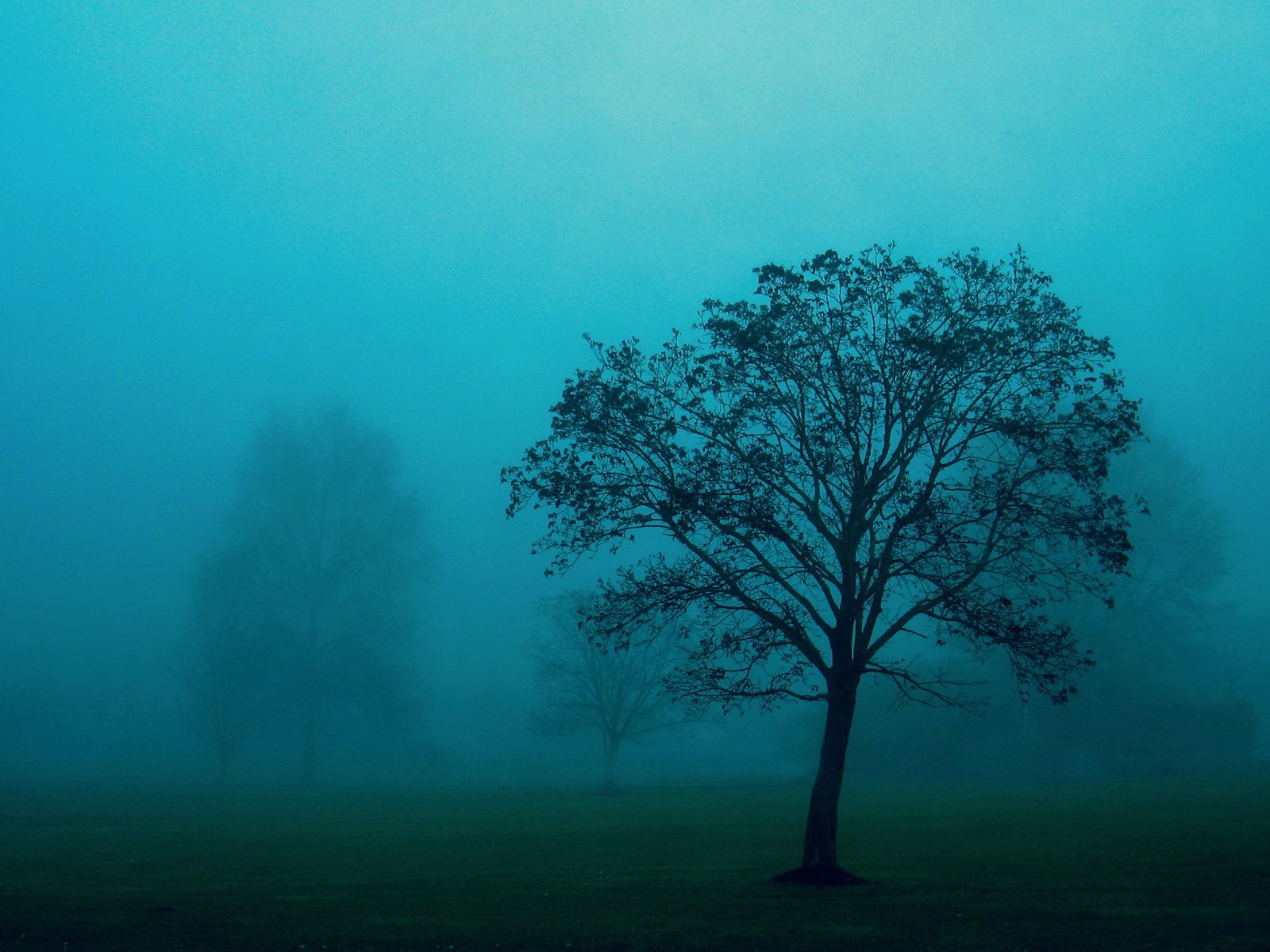 Download mobile wallpaper Wood, Fog, Field, Haze, Tree, Nature for free.