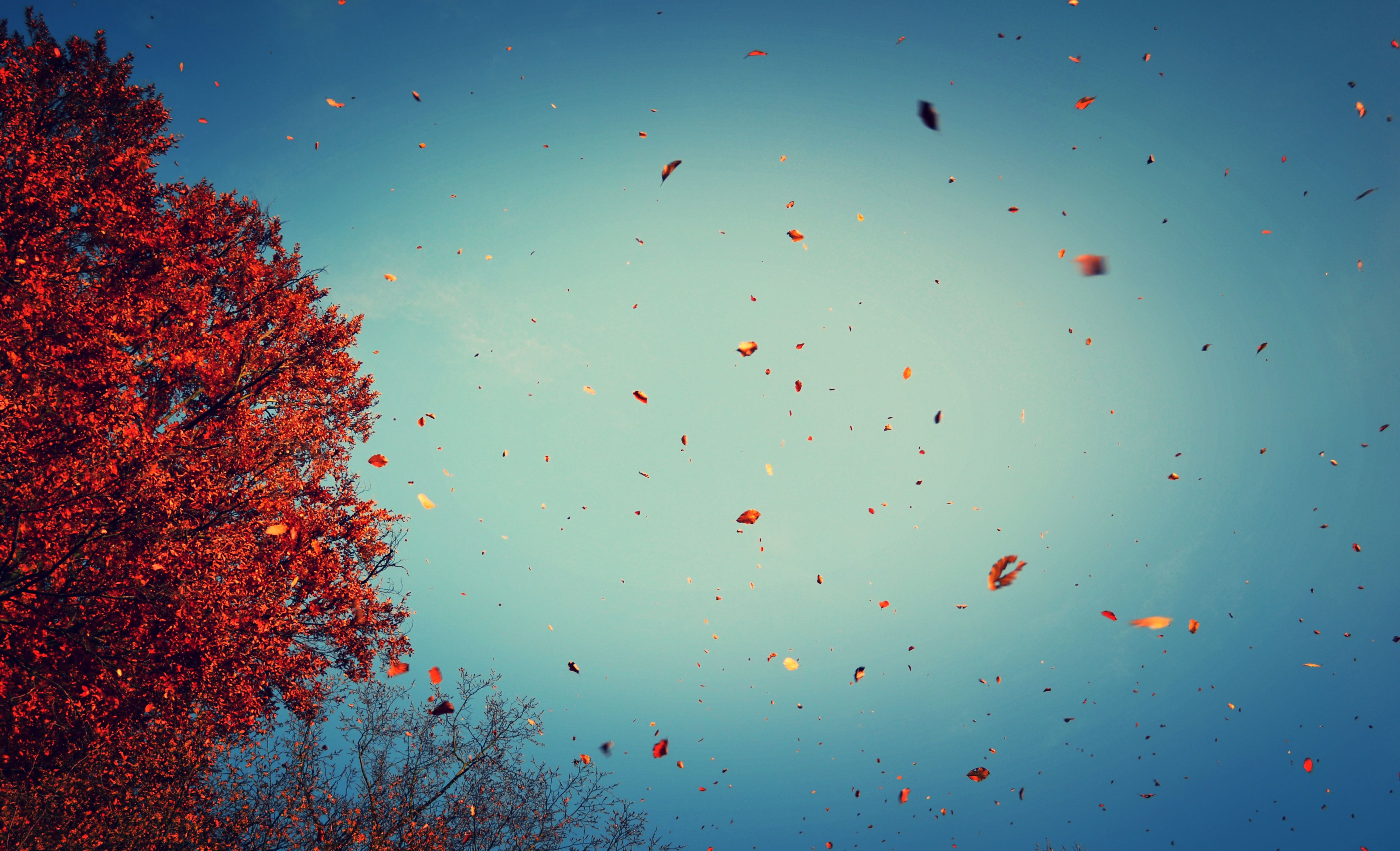 Download mobile wallpaper Sky, Tree, Leaf, Fall, Earth for free.