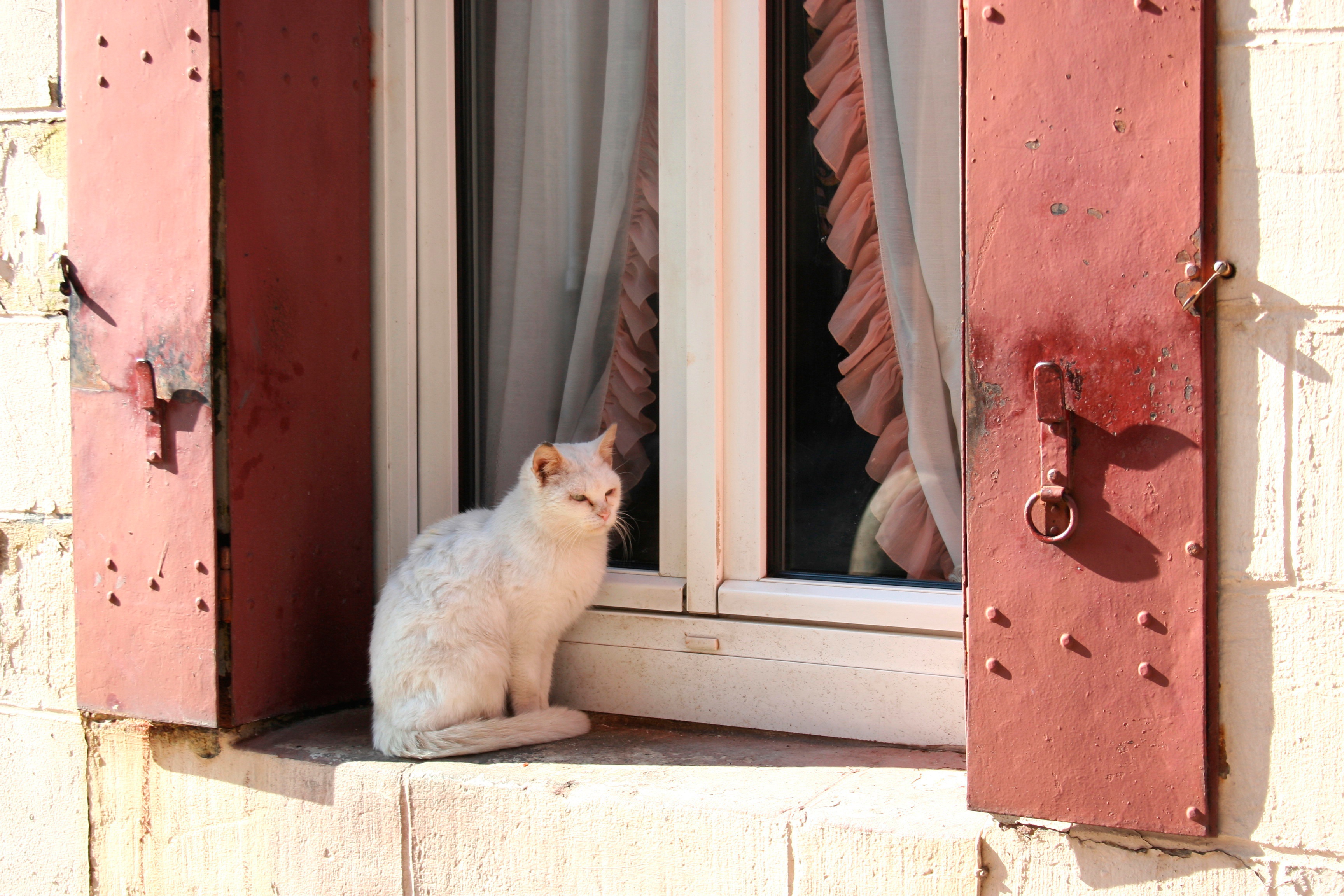 Descarga gratuita de fondo de pantalla para móvil de Gato, Gatos, Animales.