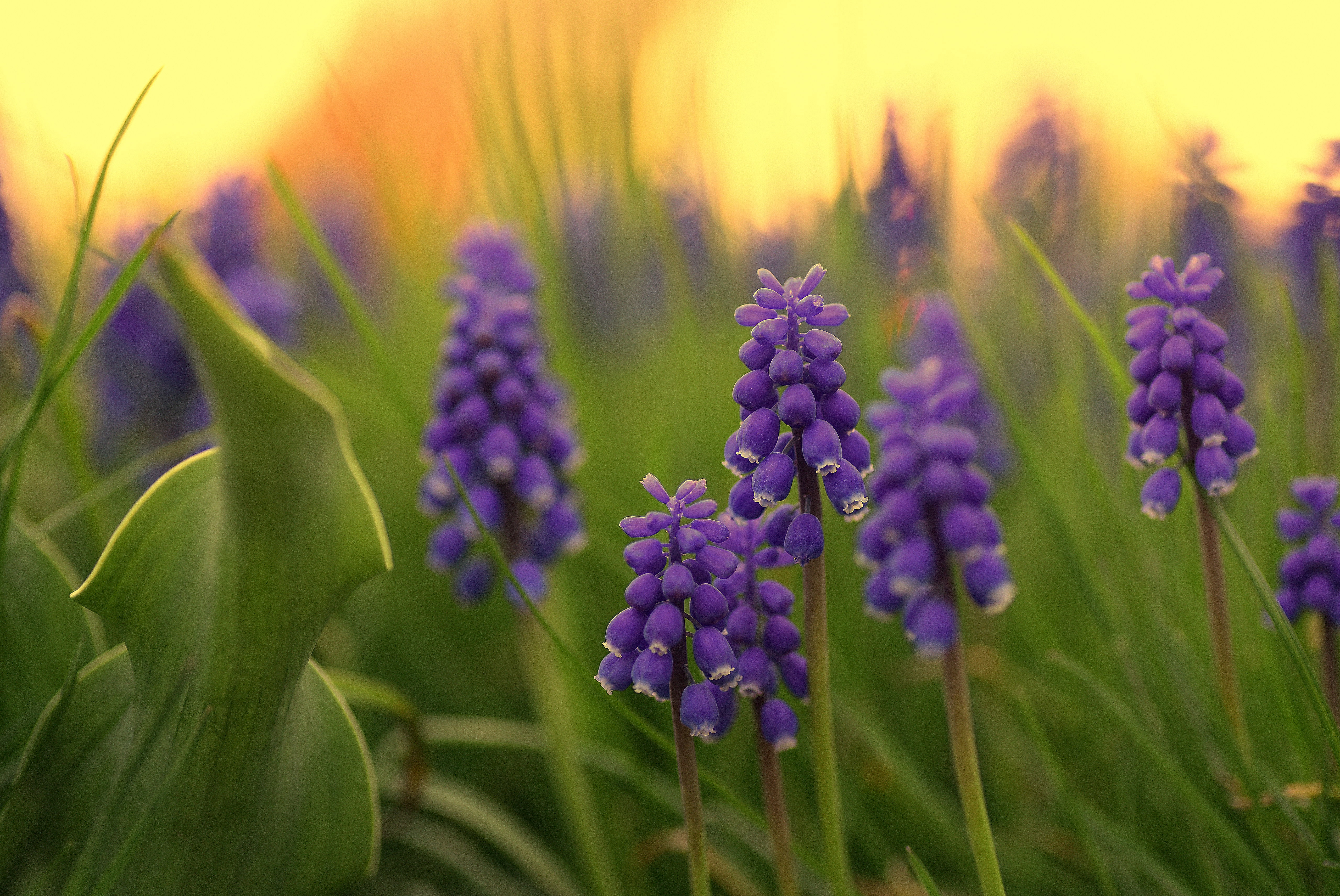 Free download wallpaper Flowers, Hyacinth, Earth on your PC desktop
