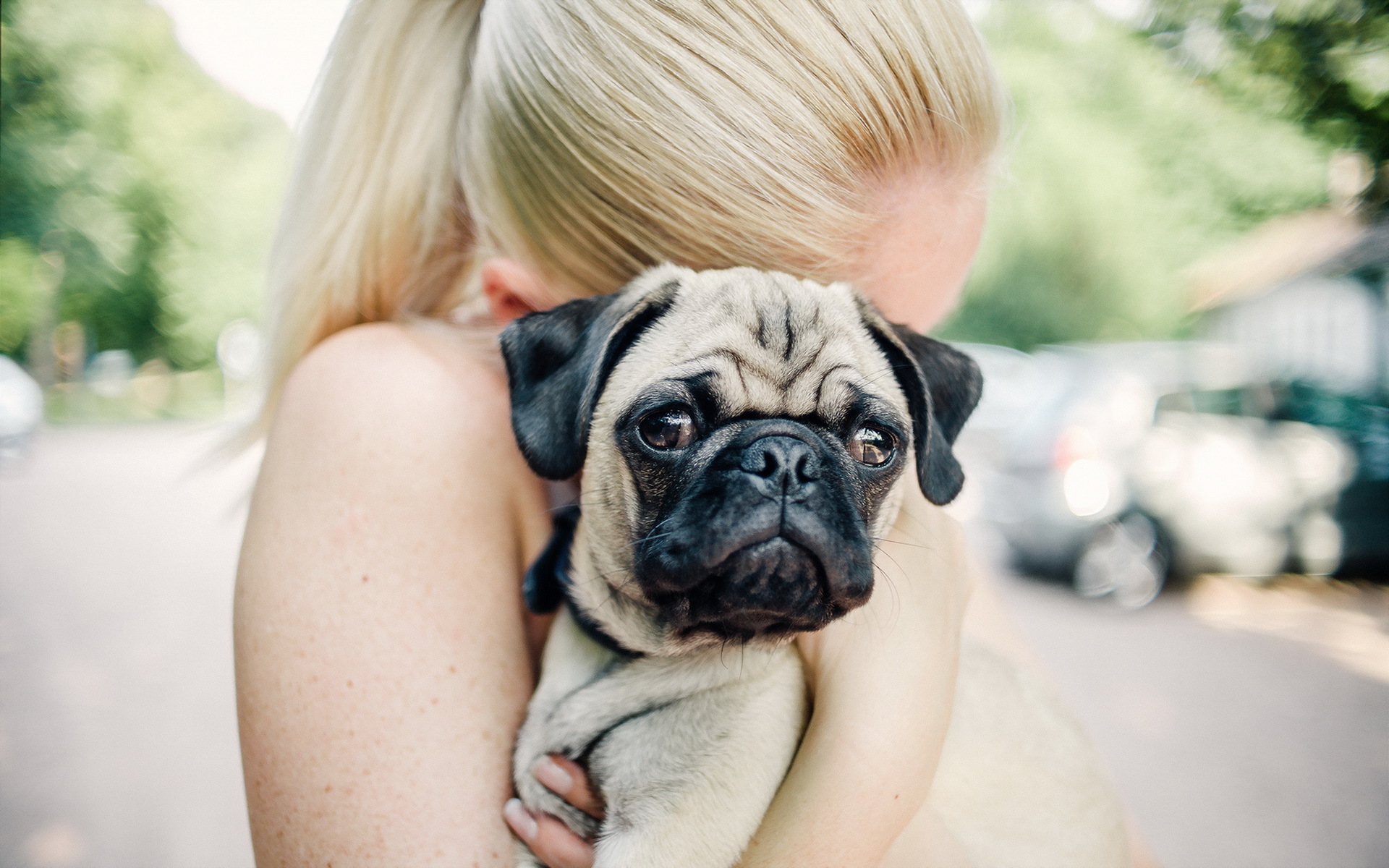 Download mobile wallpaper Pug, Dogs, Animal for free.