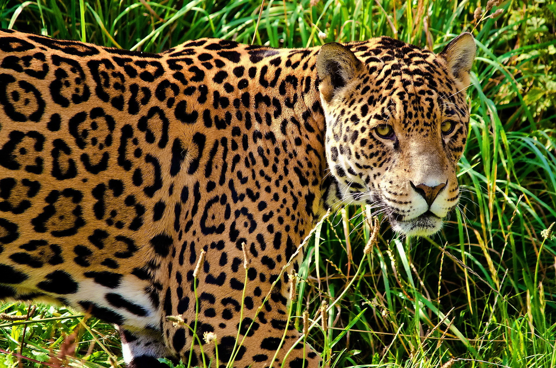 254728 Hintergrundbild herunterladen tiere, jaguar, katzen - Bildschirmschoner und Bilder kostenlos