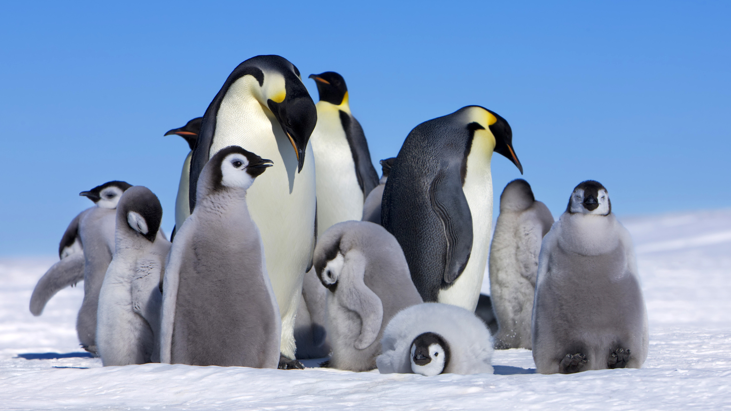 390967 скачать обои пингвин, животные, птицы, цыпленок, императорский пингвин - заставки и картинки бесплатно