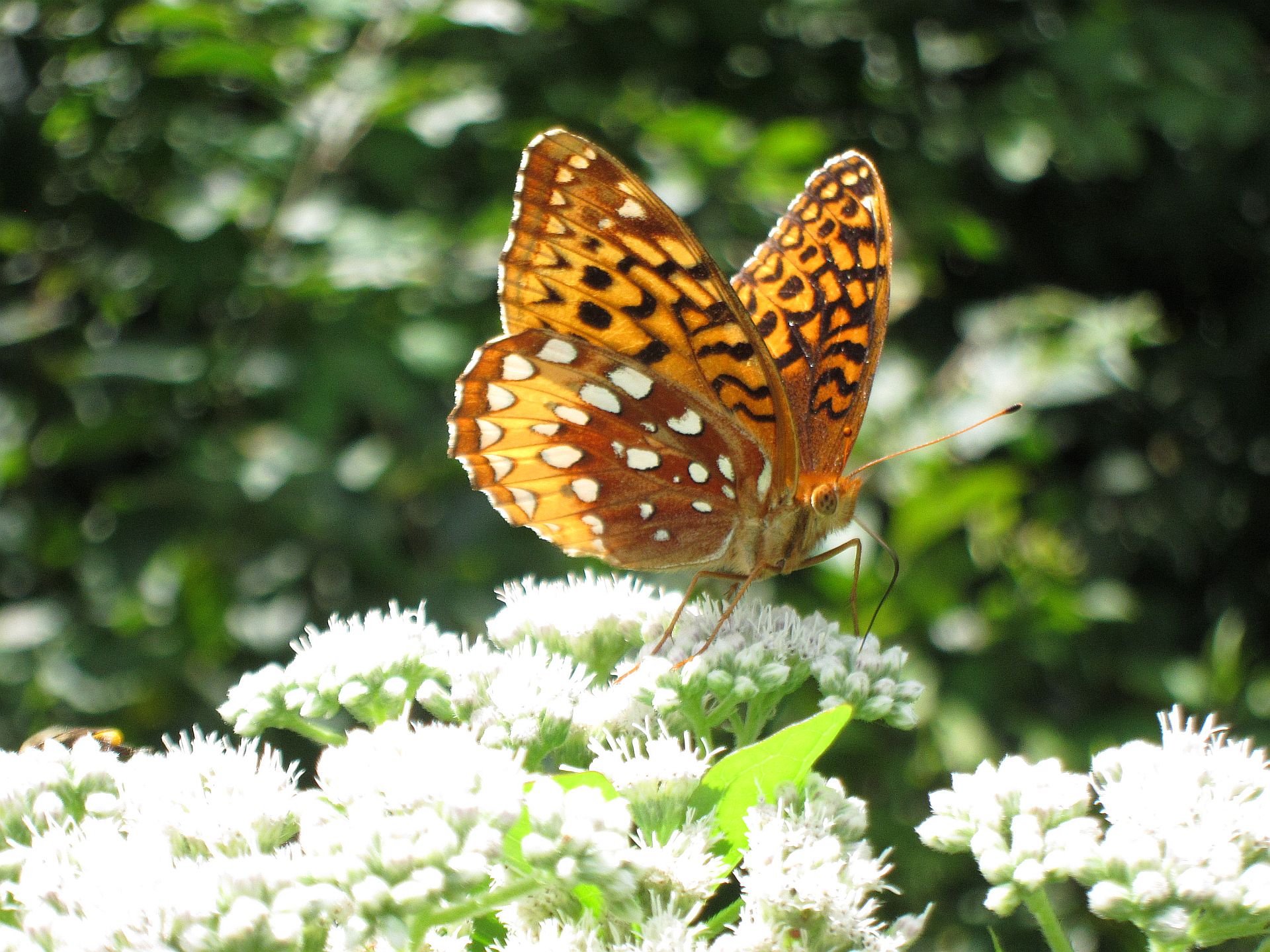 Free download wallpaper Butterfly, Animal on your PC desktop