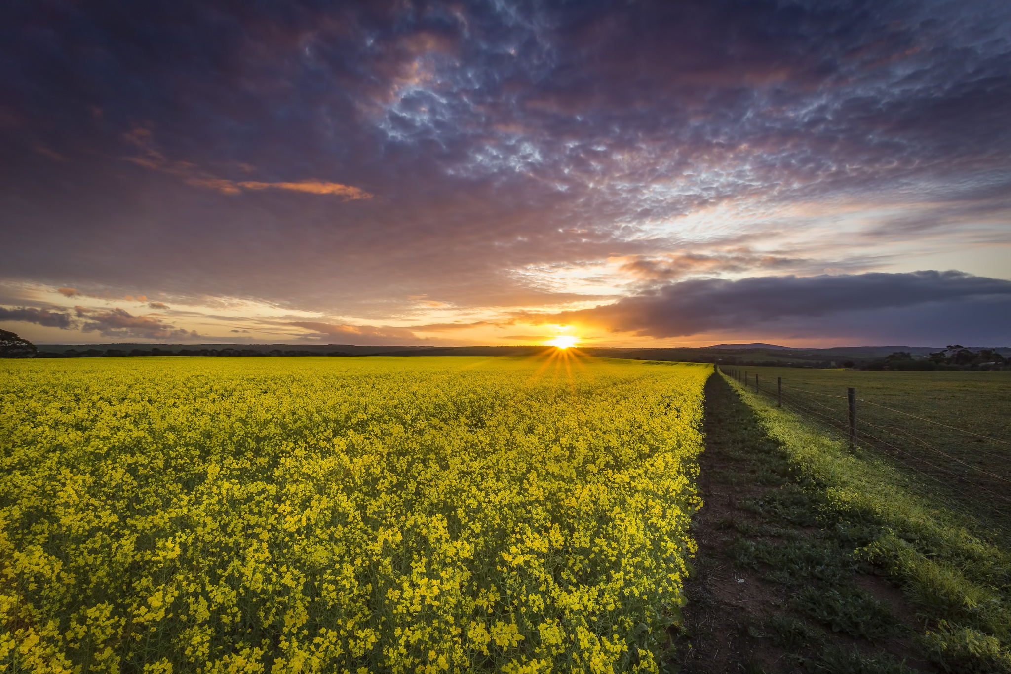 Download mobile wallpaper Landscape, Nature, Sunrise, Earth, Field, Yellow Flower for free.