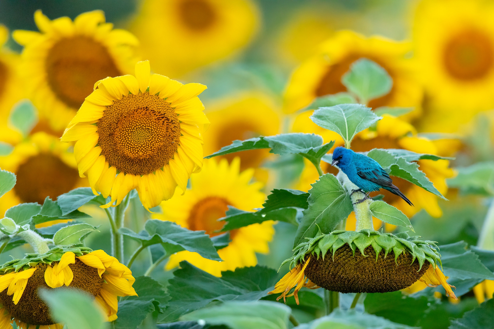 468323 Bild herunterladen tiere, indigo ammer, blume, sommer, sonnenblume, gelbe blume, vögel - Hintergrundbilder und Bildschirmschoner kostenlos